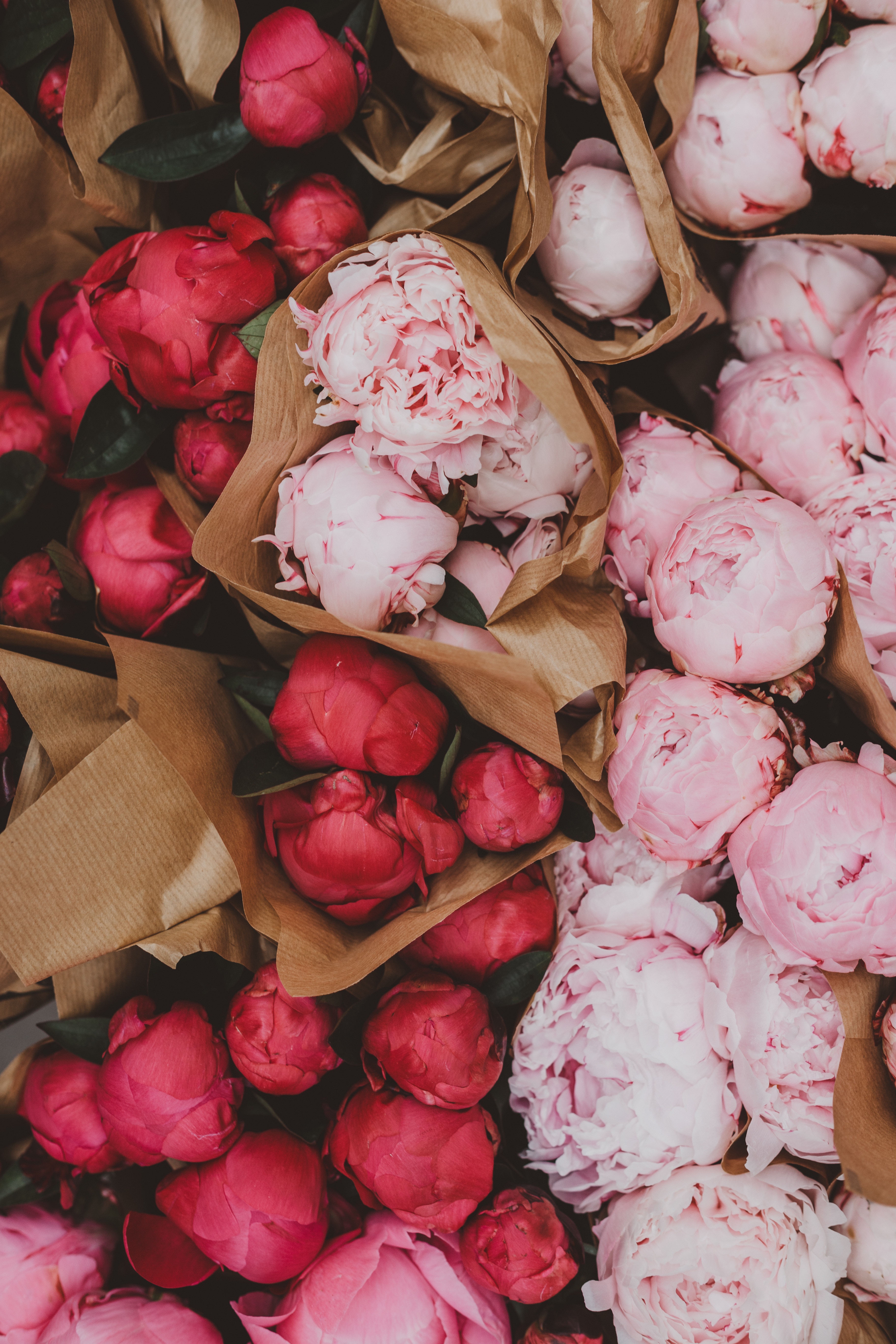 peonies, flowers, pink, bouquets, red