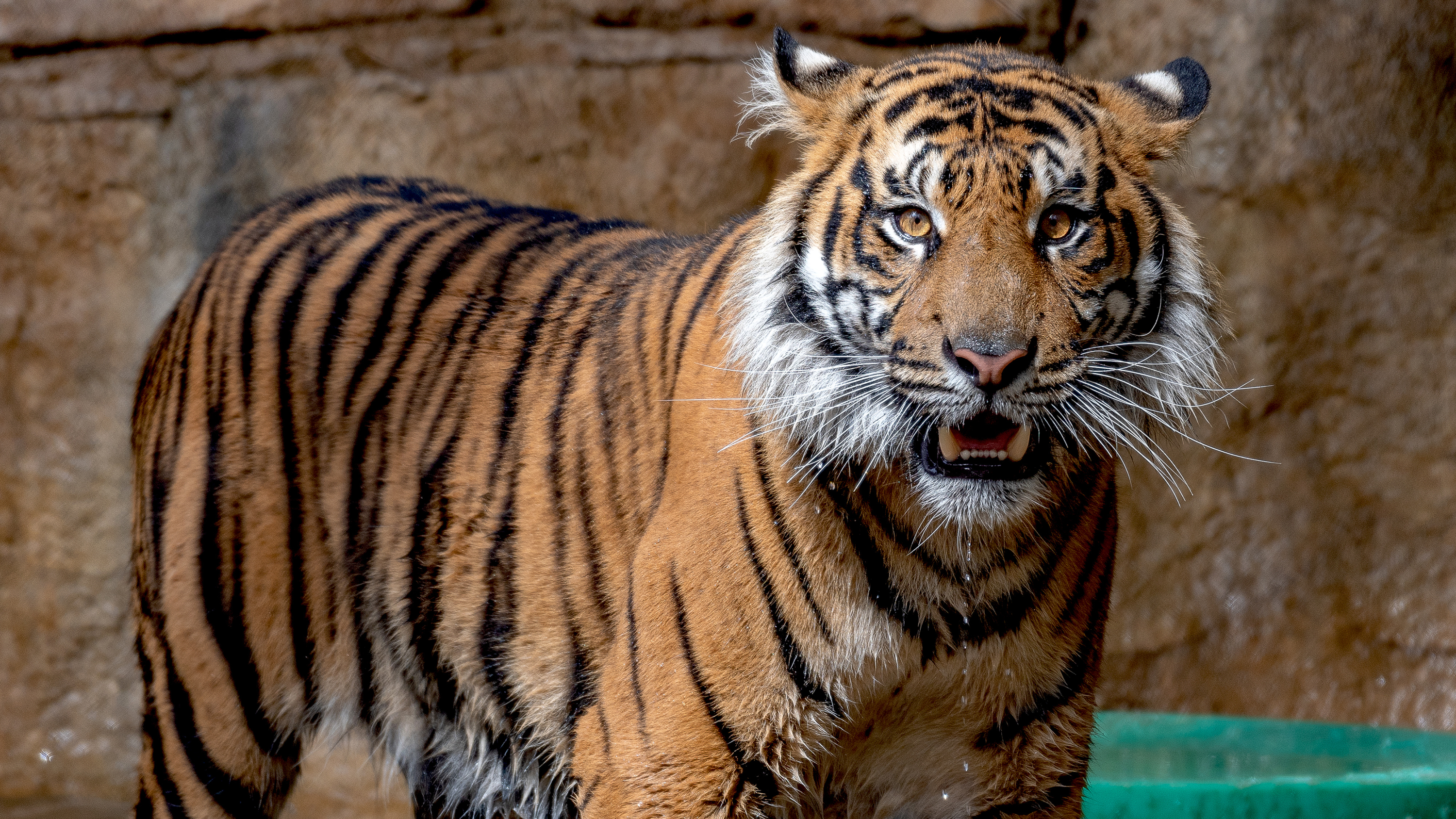 Handy-Wallpaper Tiere, Katzen, Tiger kostenlos herunterladen.