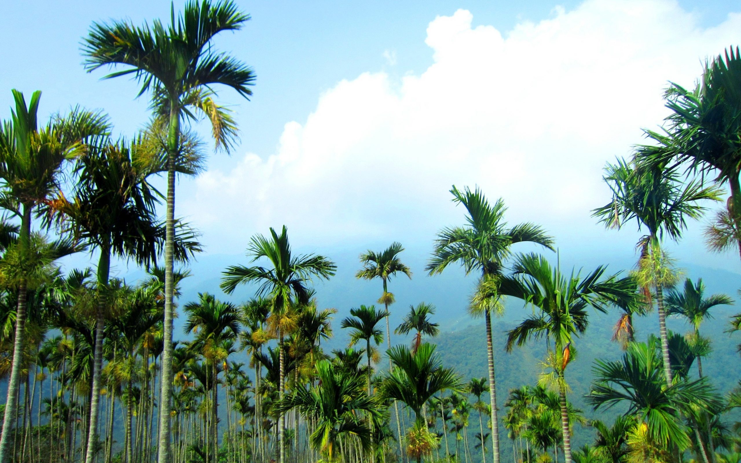 Free download wallpaper Tree, Earth, Palm Tree on your PC desktop