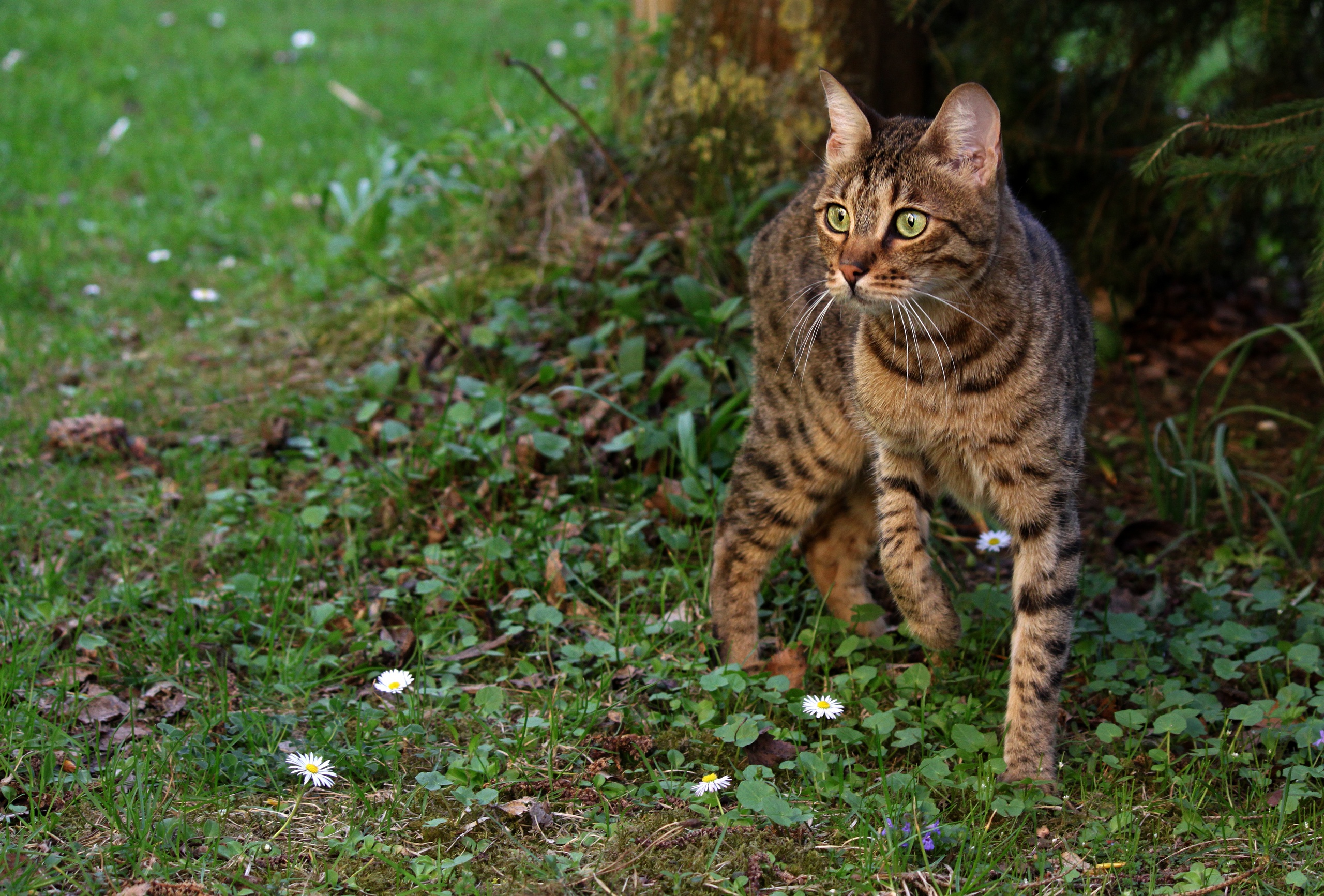 Handy-Wallpaper Katze, Katzen, Tiere kostenlos herunterladen.