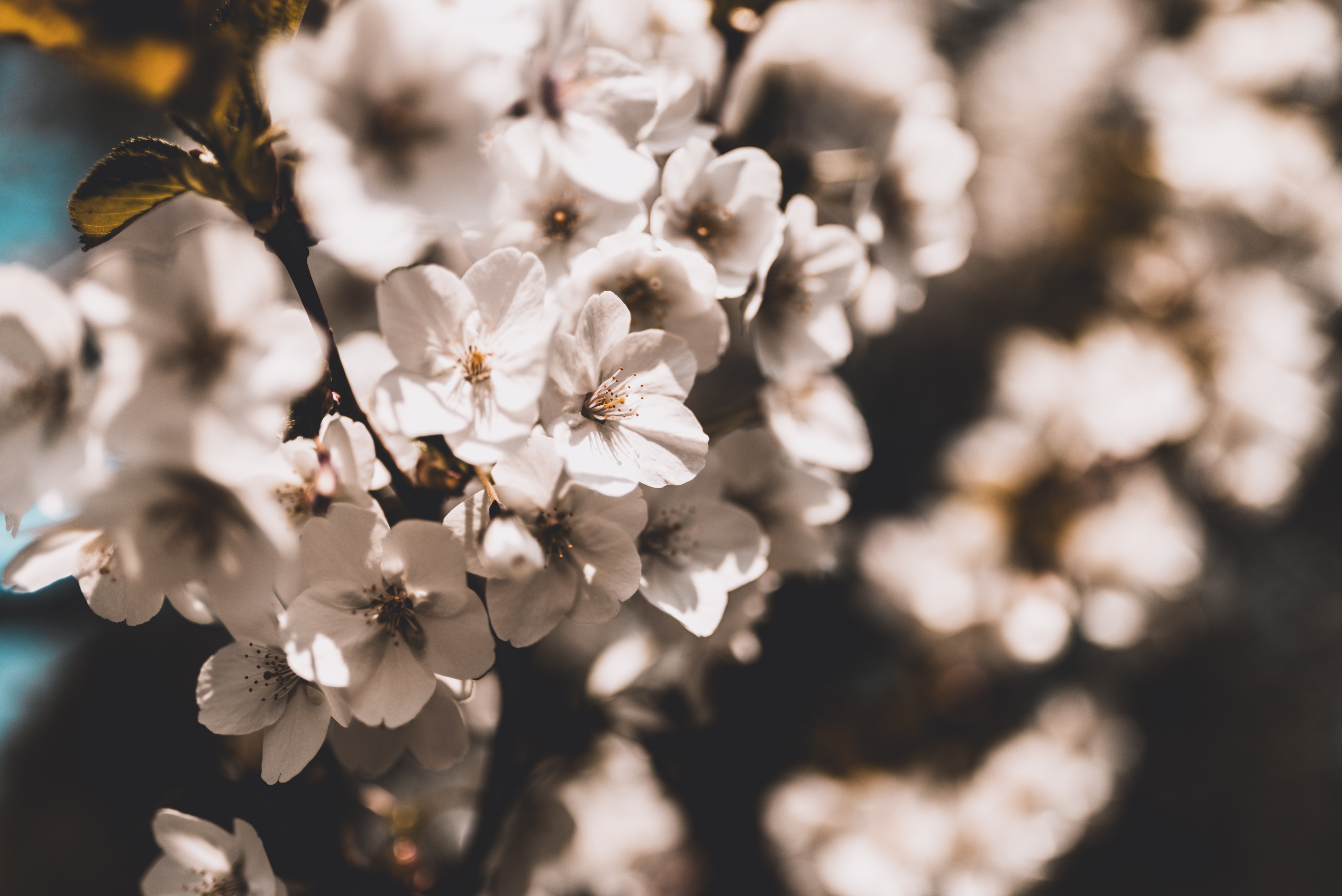 Download mobile wallpaper Flowers, Earth, Spring, White Flower, Blossom for free.