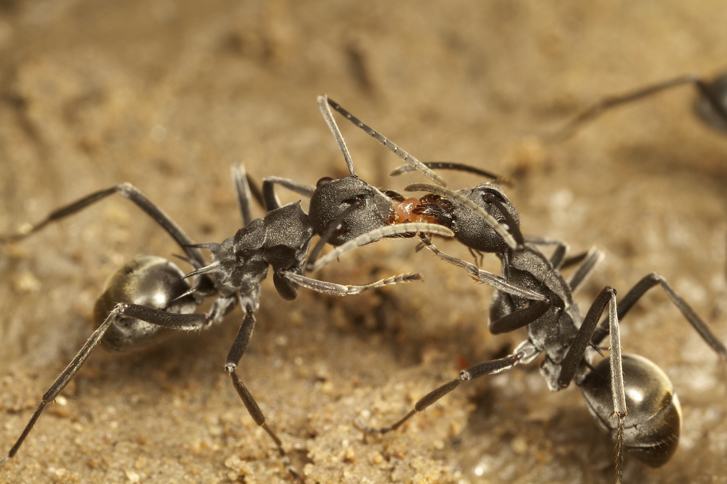 Téléchargez des papiers peints mobile Animaux, Fourmis gratuitement.