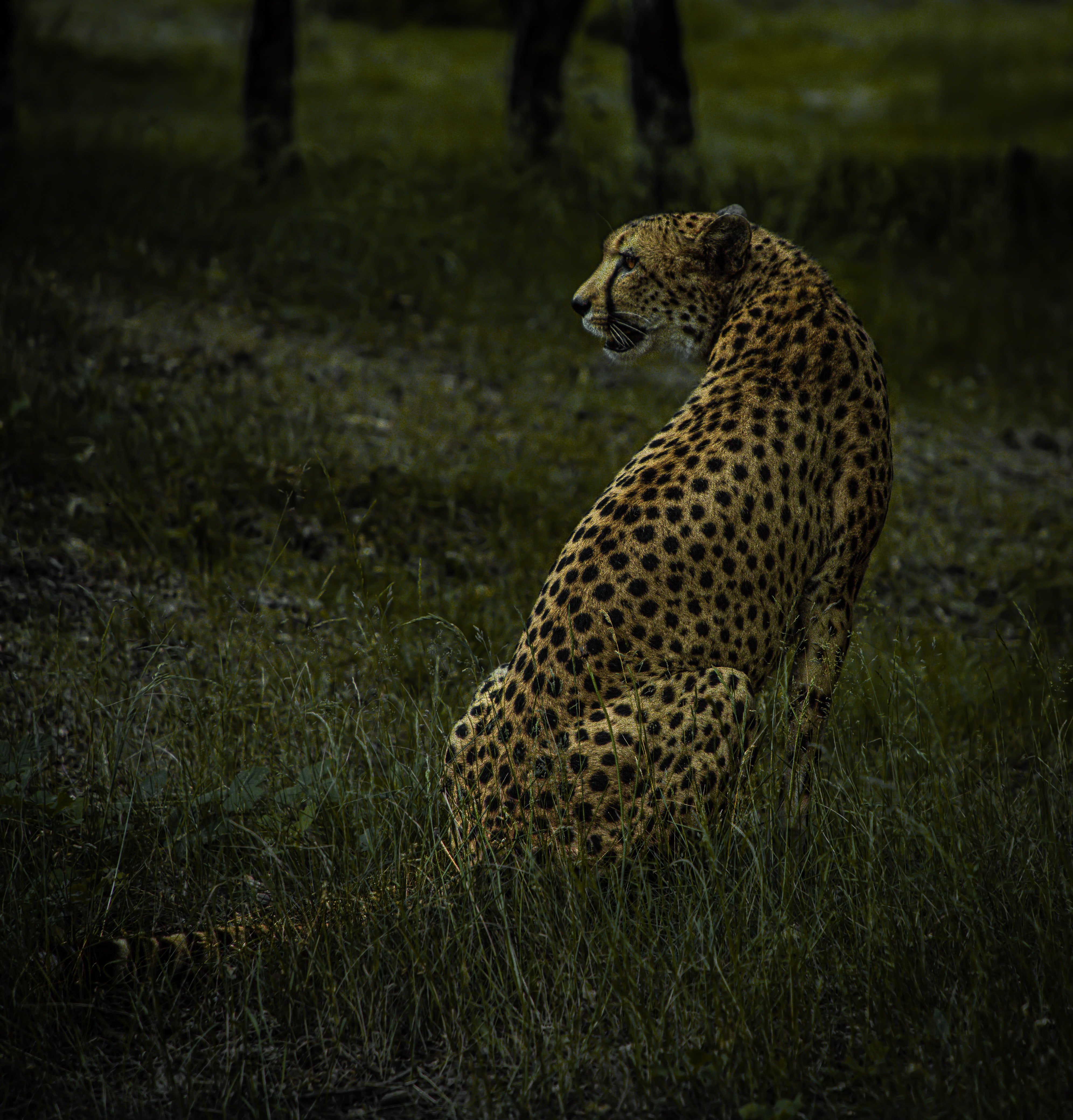 predator, animals, cheetah, big cat, animal, wild 4K for PC