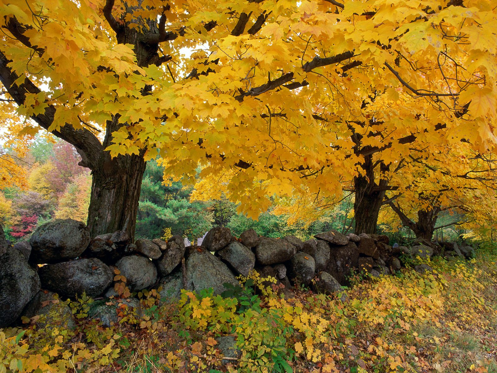 1077152壁紙のダウンロード地球, 森, カラフル, 秋, 木, 壁-スクリーンセーバーと写真を無料で