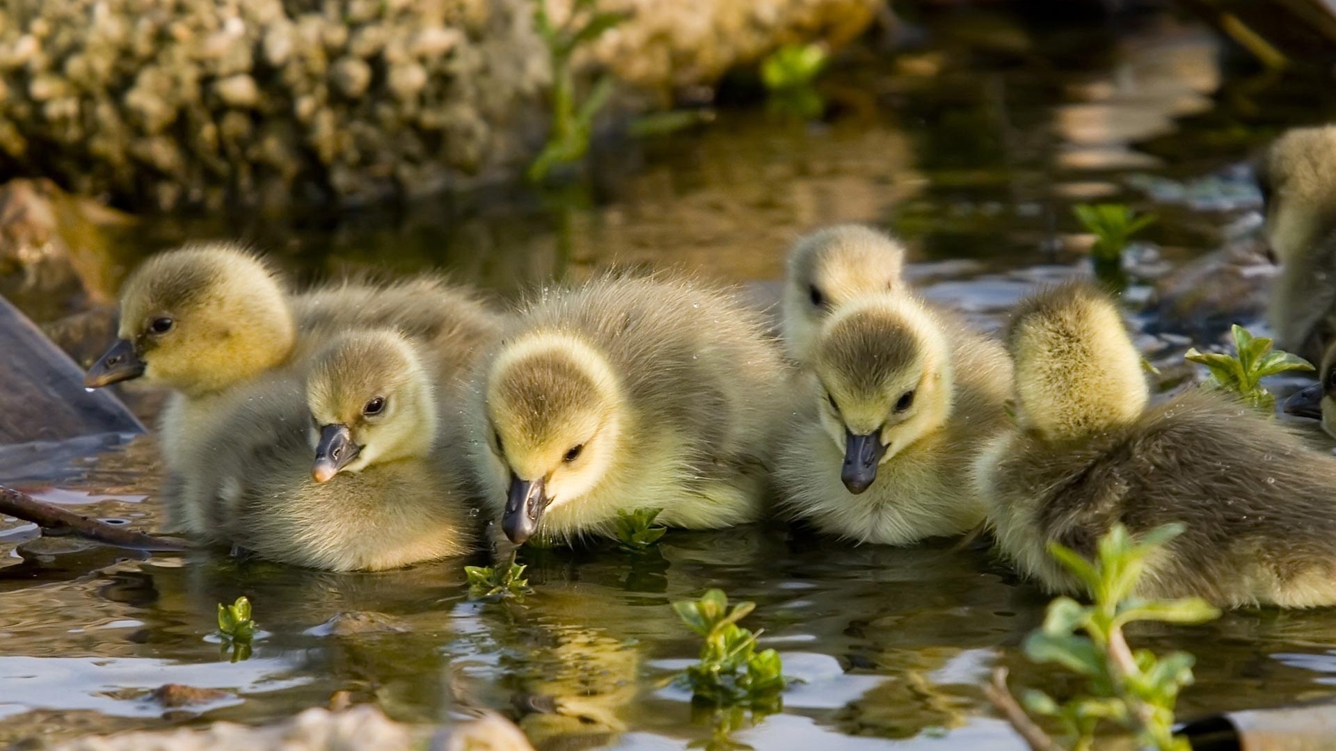 Download mobile wallpaper Birds, Fluffy, Animal, Duck, Cute, Duckling for free.