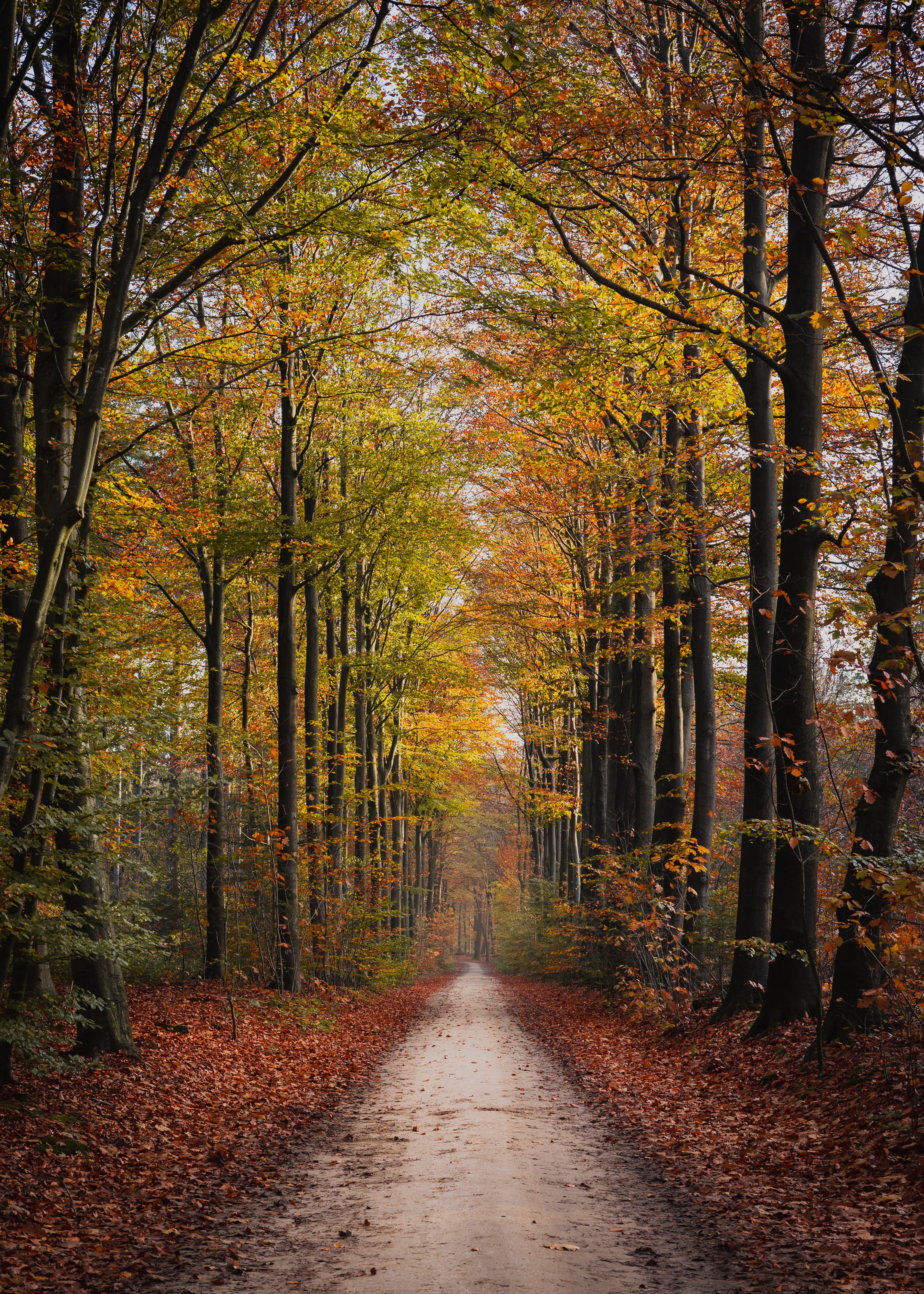 Free download wallpaper Trees, Autumn, Park, Path, Nature on your PC desktop