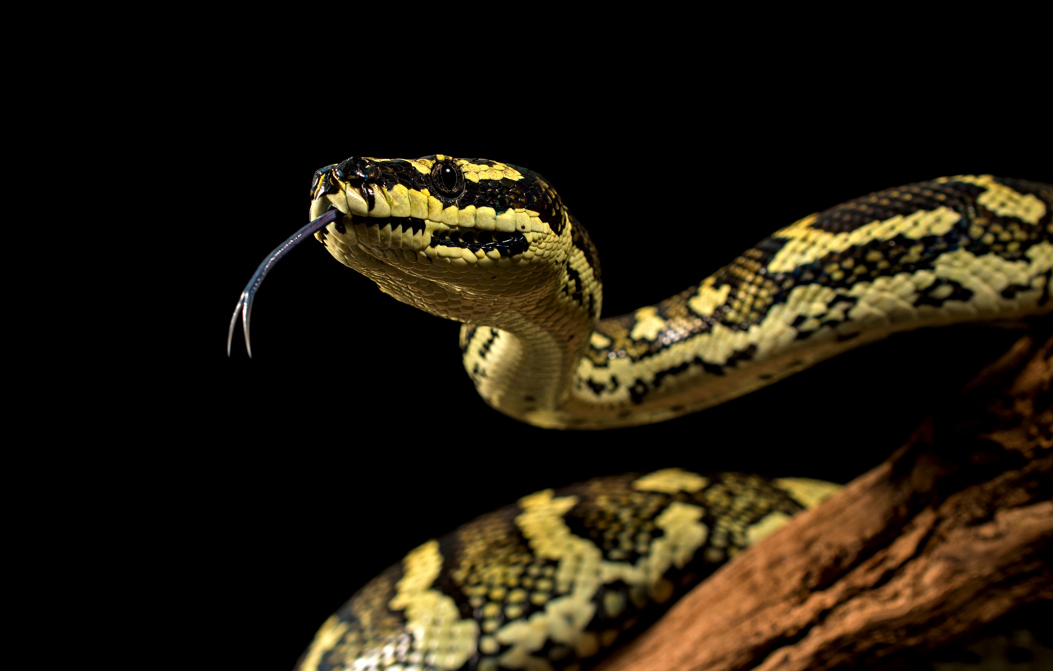 Handy-Wallpaper Tiere, Schlange, Reptilien, Python kostenlos herunterladen.