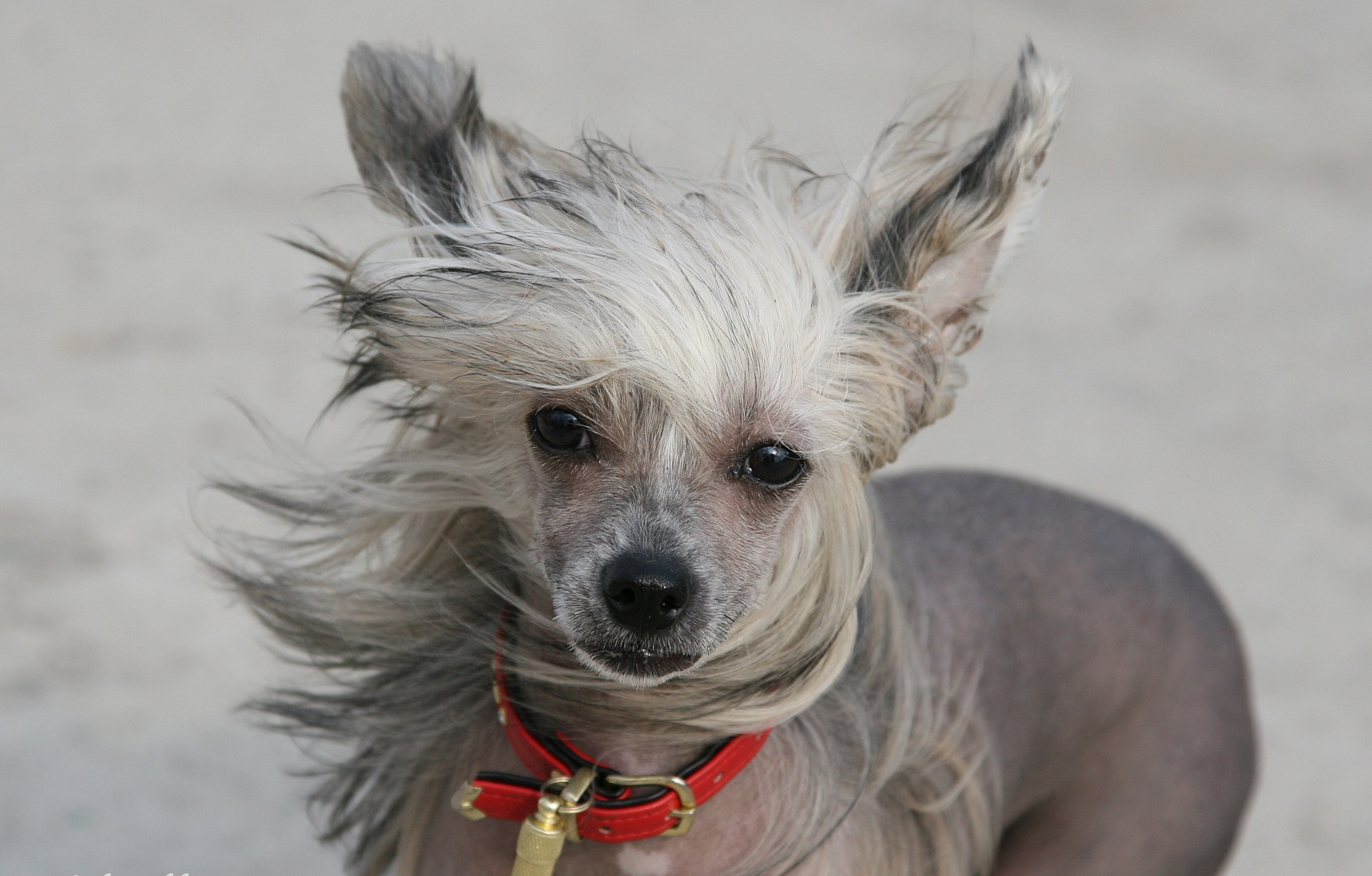 PCデスクトップに動物, ふかふかした, ふわふわ, 灰色, 犬, 子犬画像を無料でダウンロード