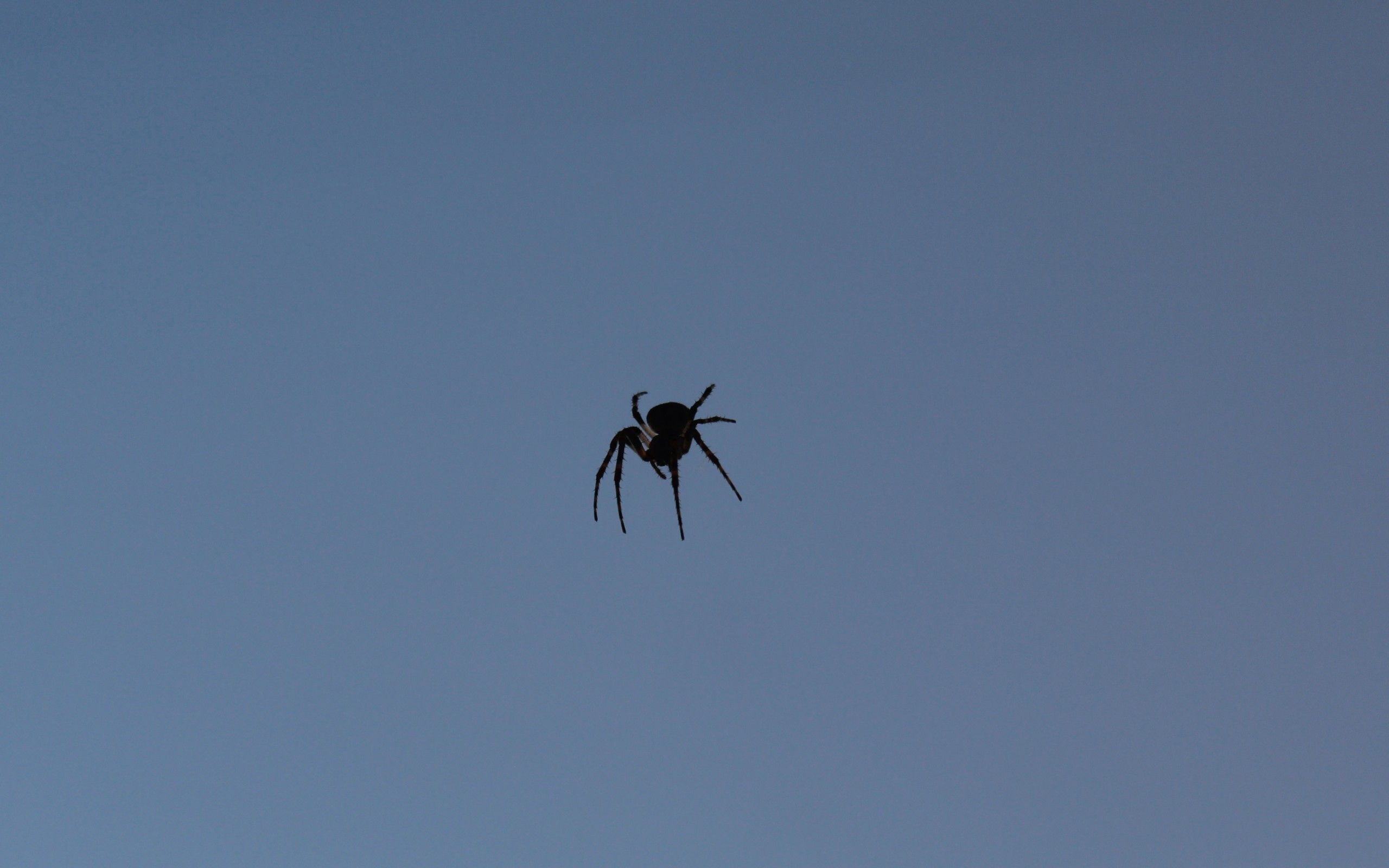 Download mobile wallpaper Spider, Macro, Insect, Shadow for free.