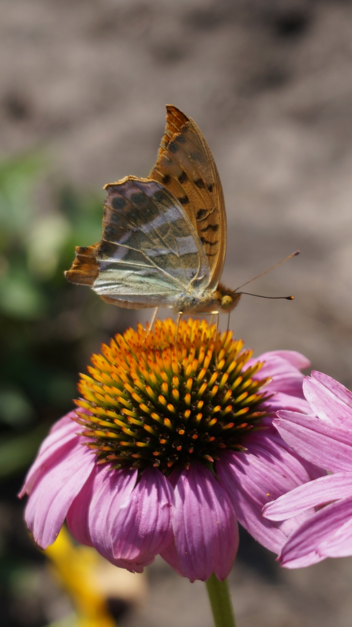 Handy-Wallpaper Tiere, Schmetterlinge, Blume, Makro, Insekt, Echinacea kostenlos herunterladen.