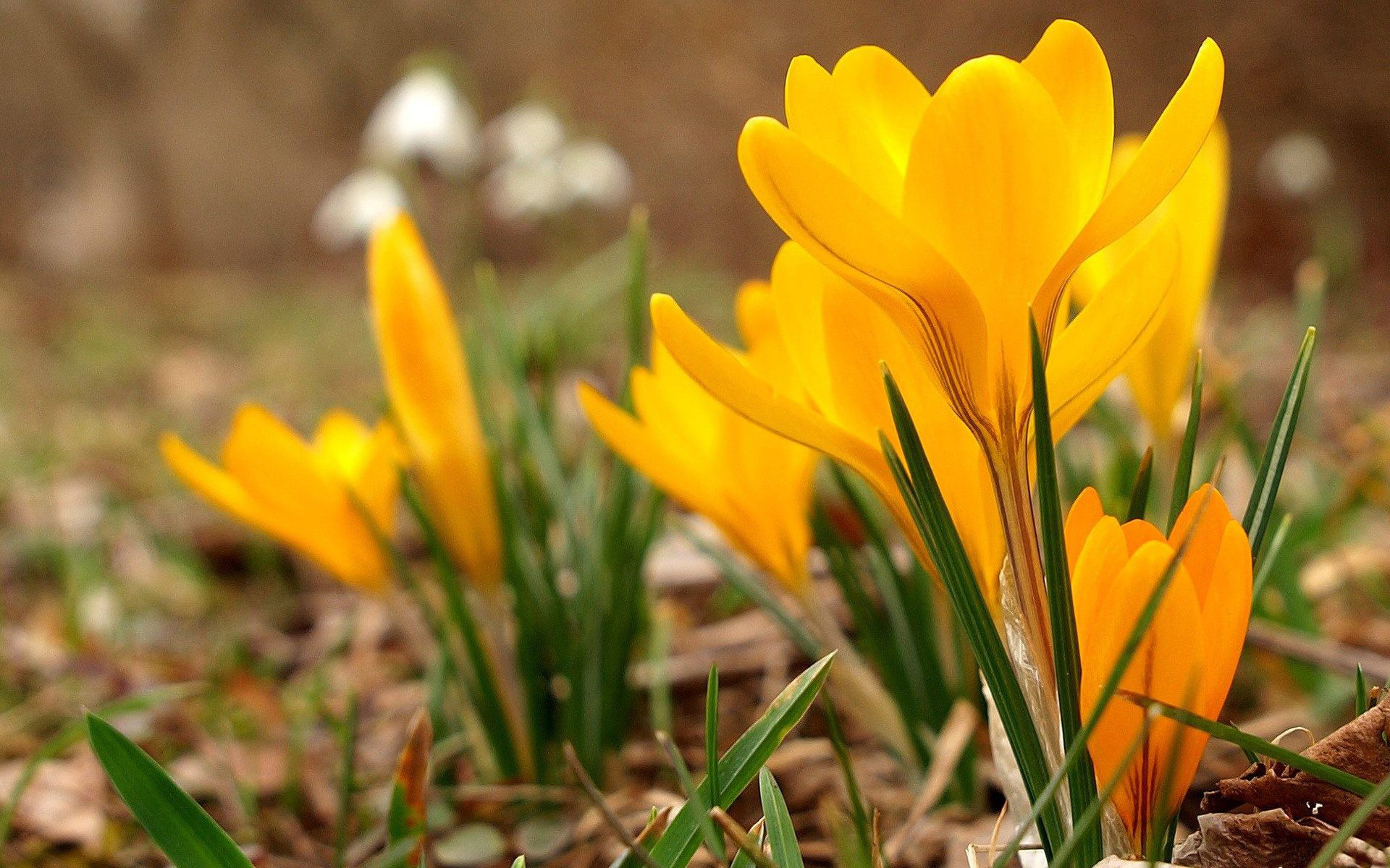 Download mobile wallpaper Crocus, Yellow Flower, Flowers, Flower, Earth for free.