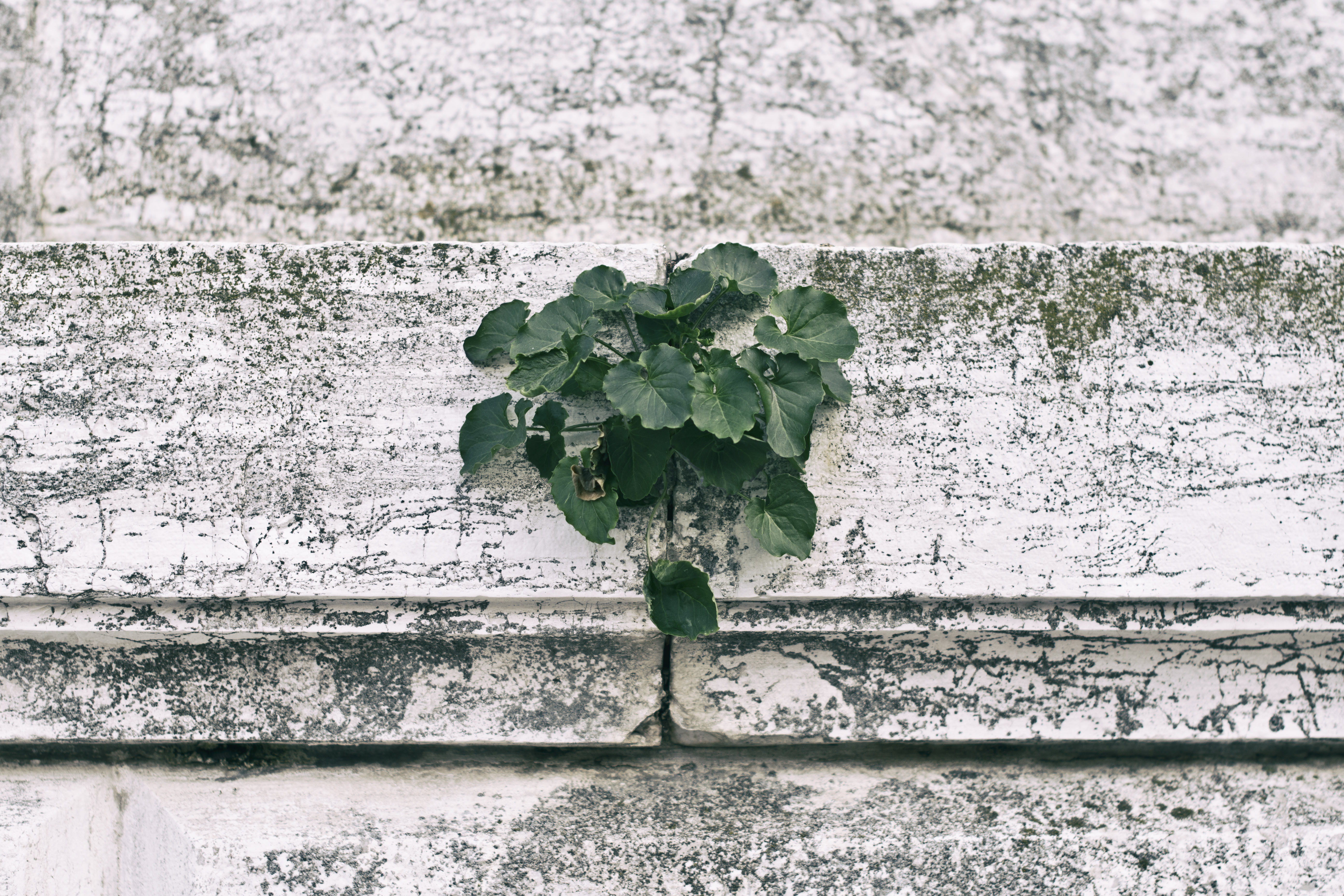 Download mobile wallpaper Miscellaneous, Plant, Miscellanea, Wall, Leaves for free.