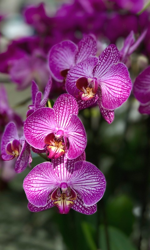 Download mobile wallpaper Nature, Flowers, Flower, Earth, Orchid, Purple Flower for free.