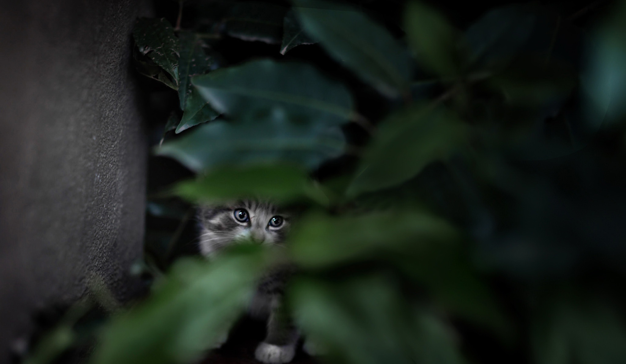 無料モバイル壁紙動物, ネコ, 猫, 子猫, 赤ちゃん動物をダウンロードします。