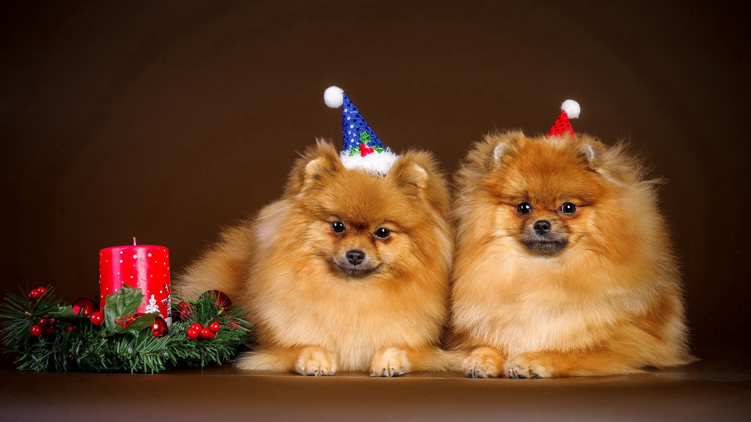 100207 скачать картинку новый год, пара, рождество, щенки, животные, наряд - обои и заставки бесплатно