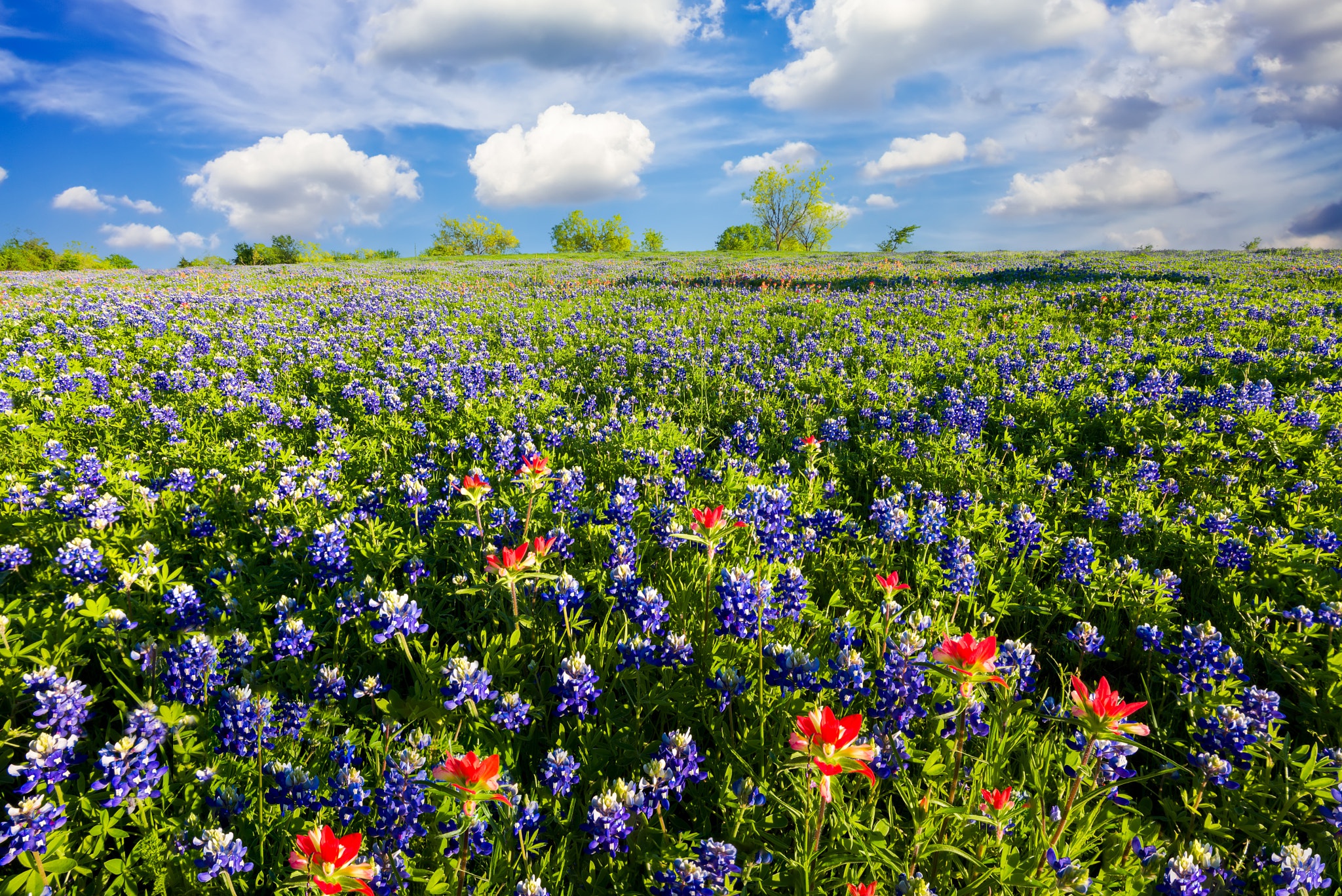 Téléchargez gratuitement l'image Été, Fleur, Prairie, Champ, Nuage, Lupin, Terre/nature sur le bureau de votre PC