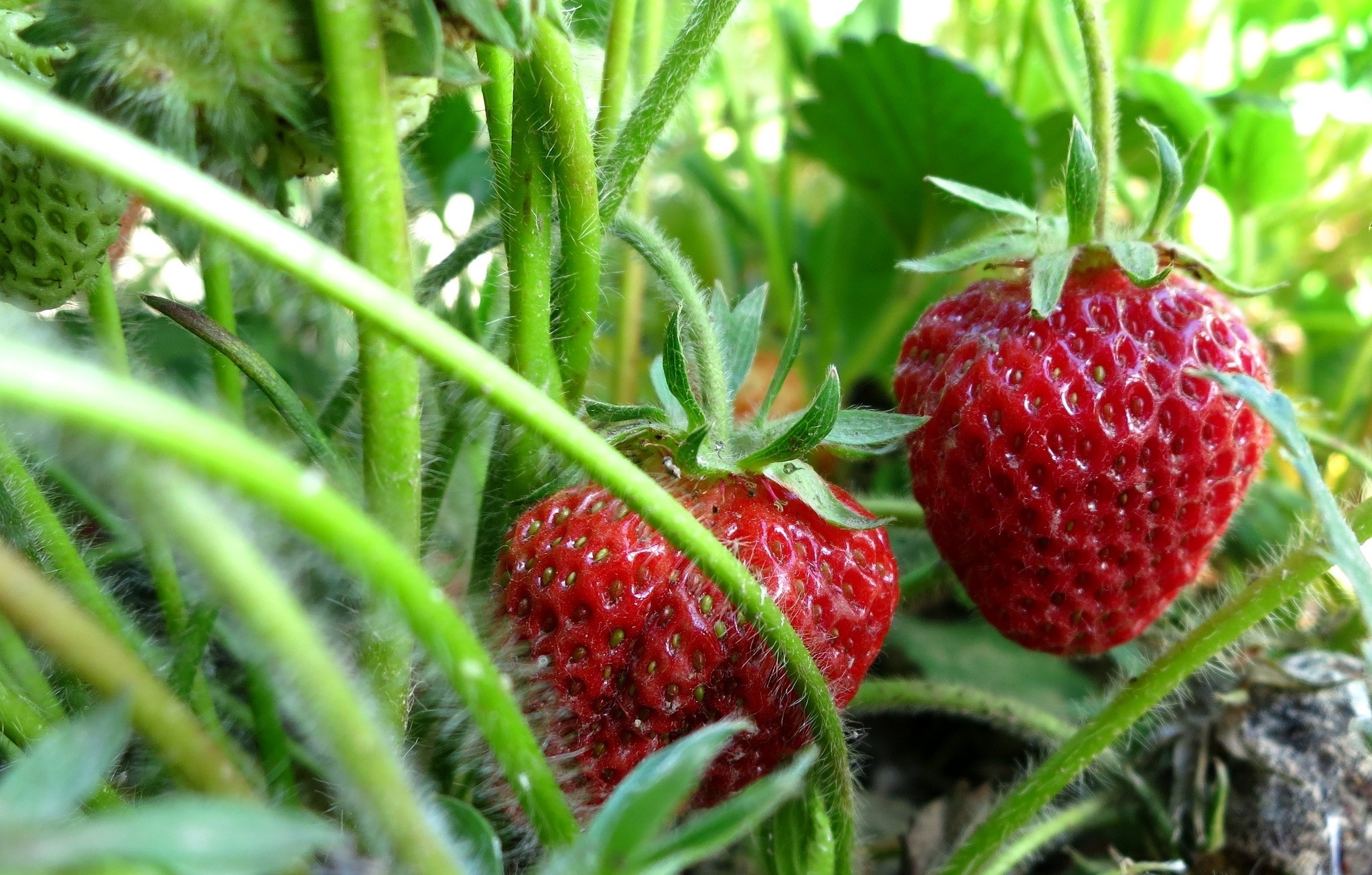 Laden Sie das Erdbeere, Nahrungsmittel, Früchte-Bild kostenlos auf Ihren PC-Desktop herunter