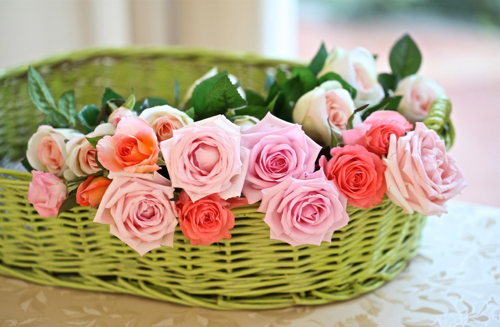 tenderness, flowers, rose flower, rose, basket Desktop home screen Wallpaper