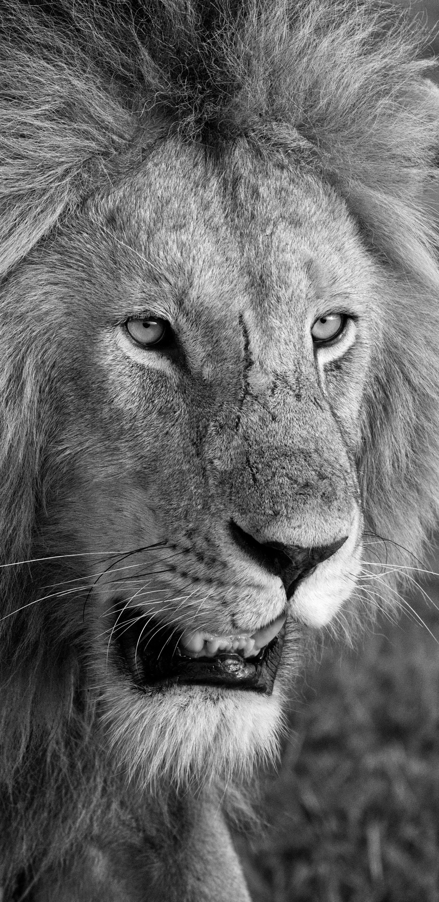 PCデスクトップに動物, ライオン, 猫, 黒 白画像を無料でダウンロード