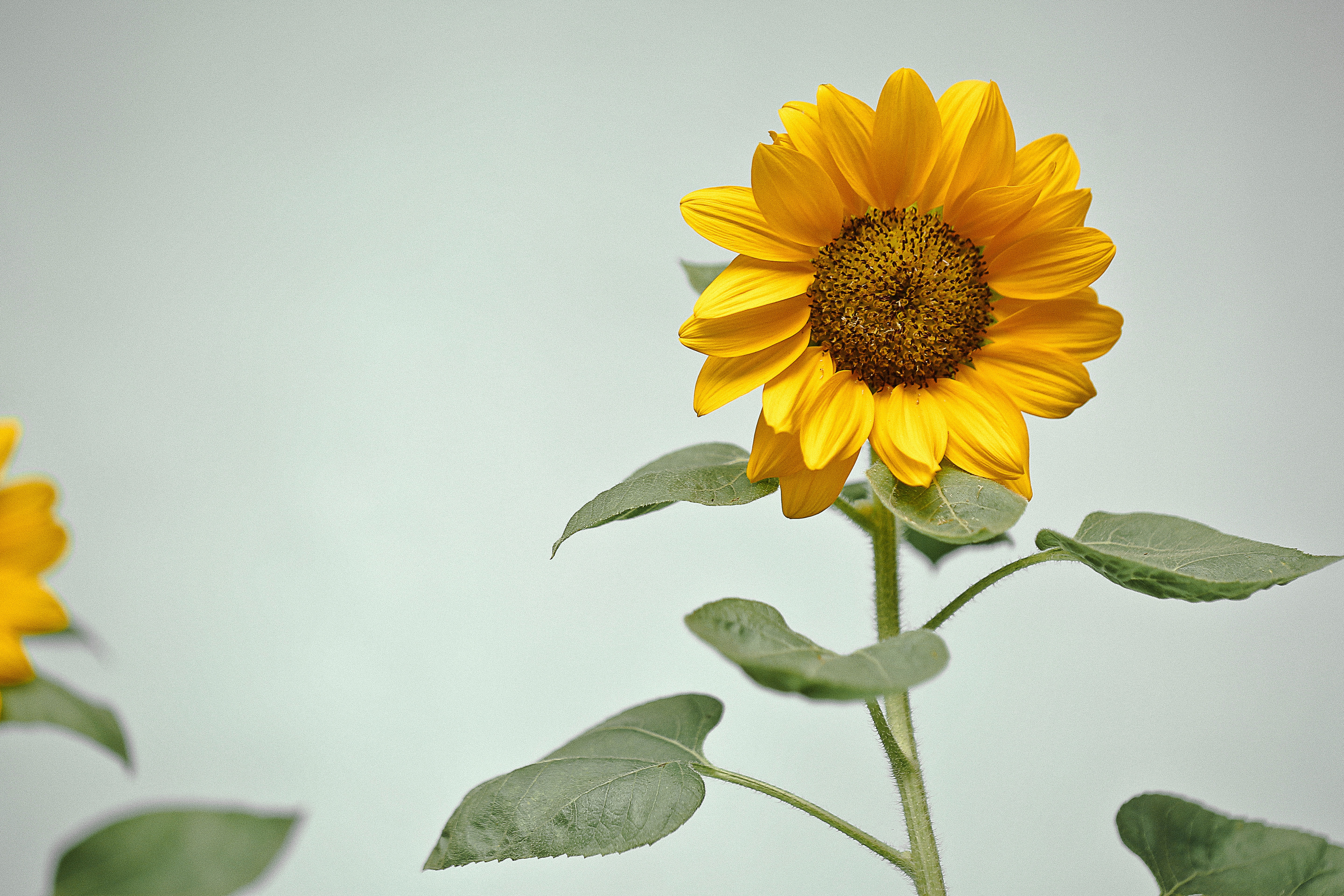 yellow, sunflower, flowers, flower, plant lock screen backgrounds