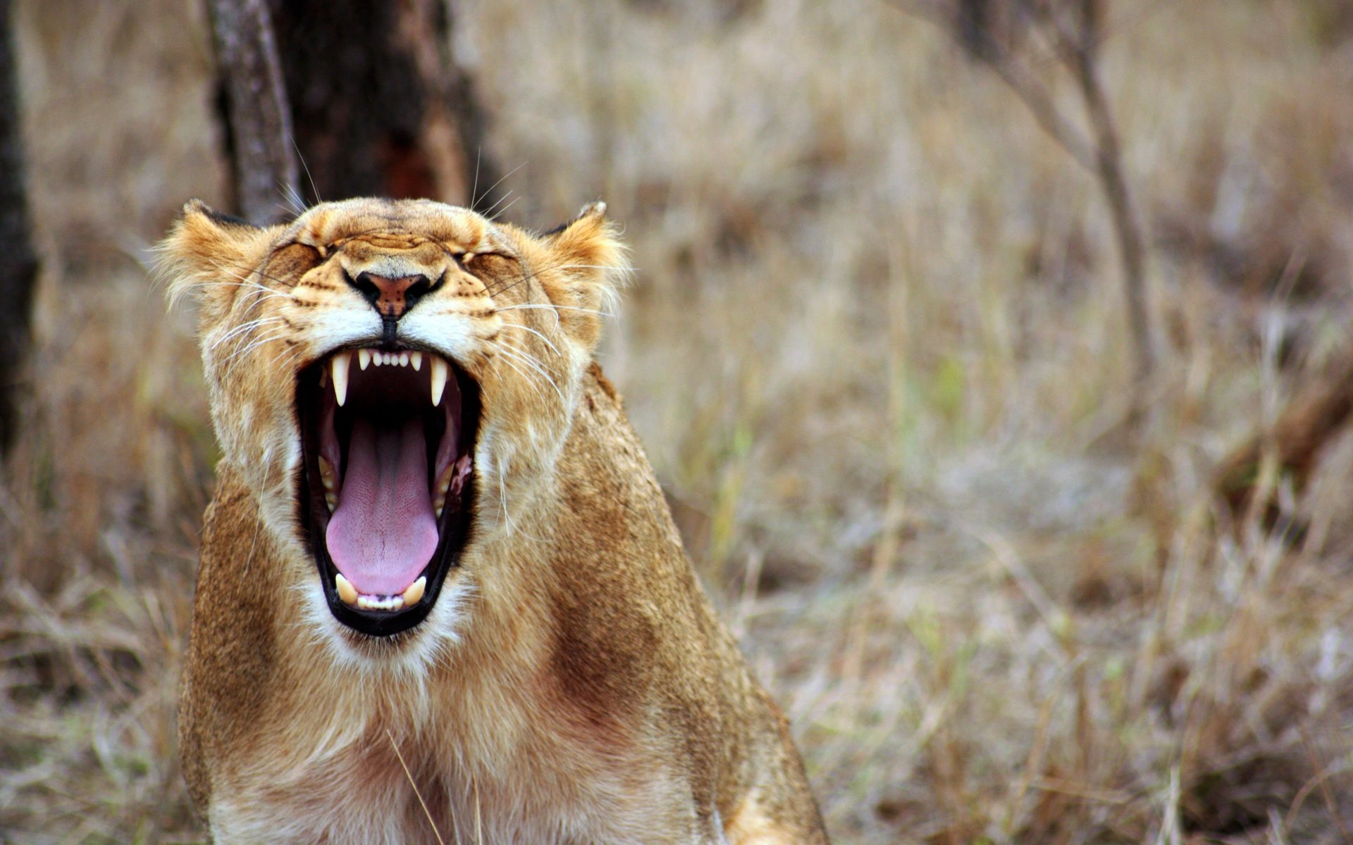 367946 descargar imagen animales, león, áfrica, gruñido, gatos: fondos de pantalla y protectores de pantalla gratis