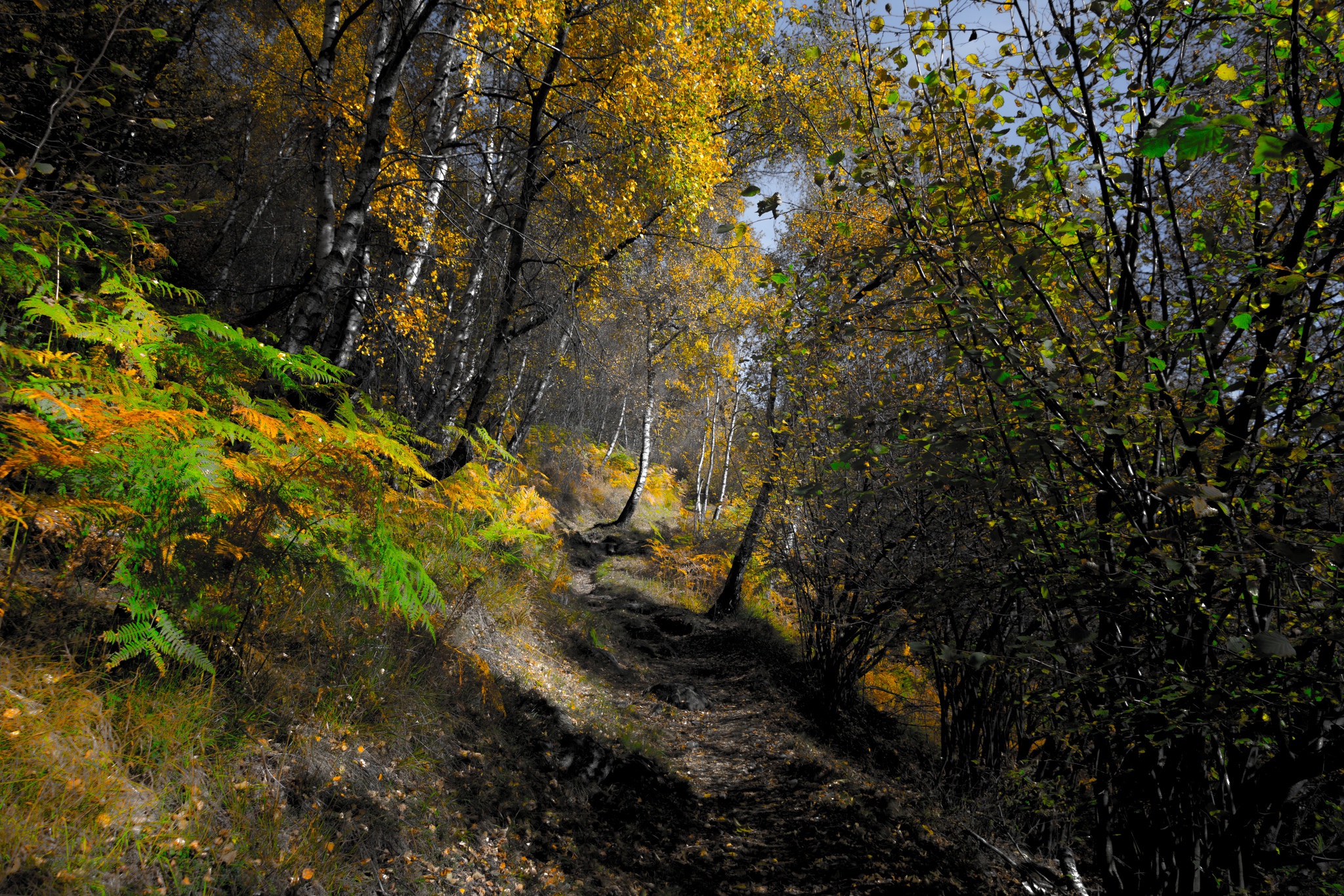 Baixar papel de parede para celular de Natureza, Caminho, Floresta, Árvore, Terra/natureza gratuito.