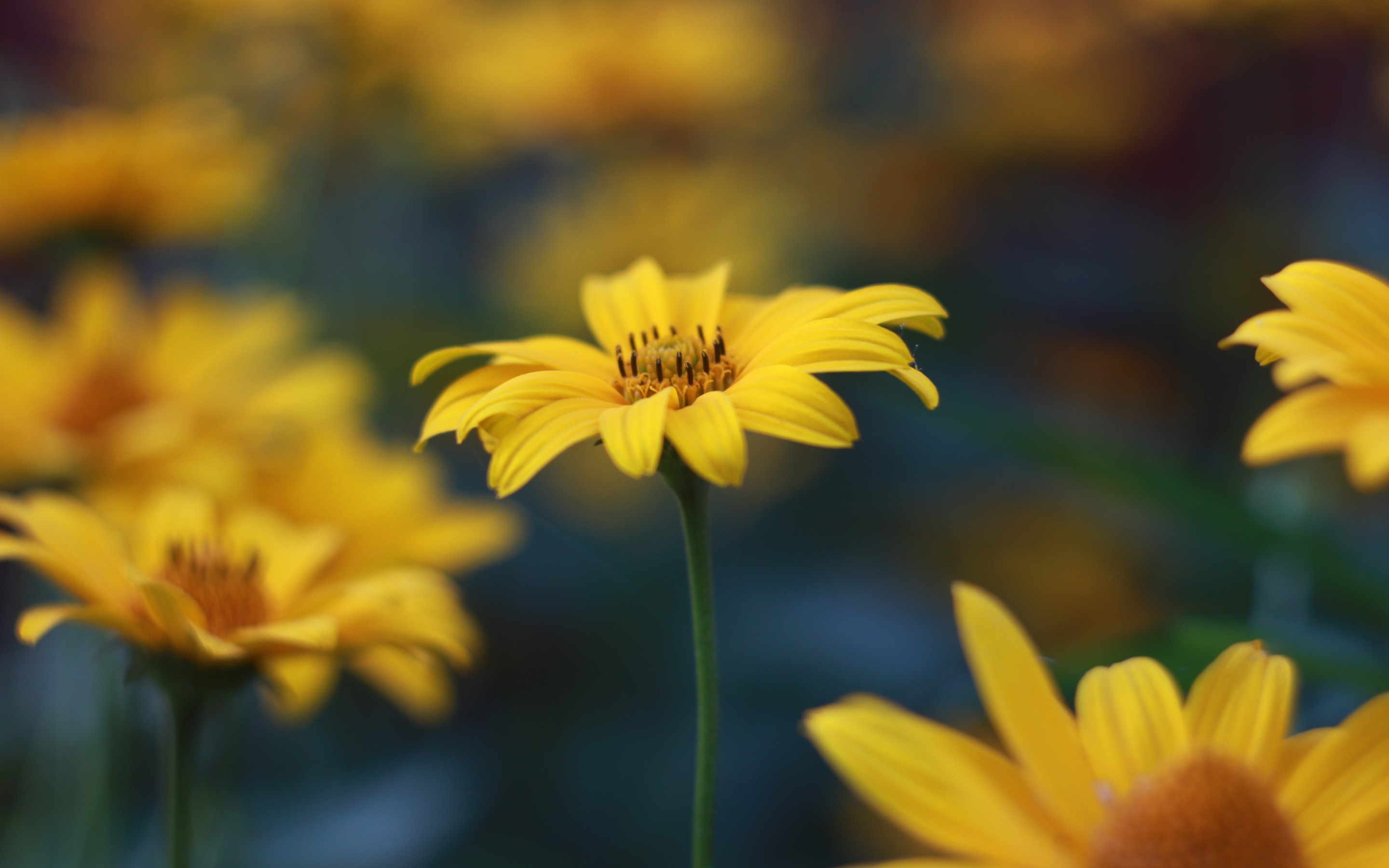 Descarga gratis la imagen Flores, Flor, Tierra/naturaleza en el escritorio de tu PC