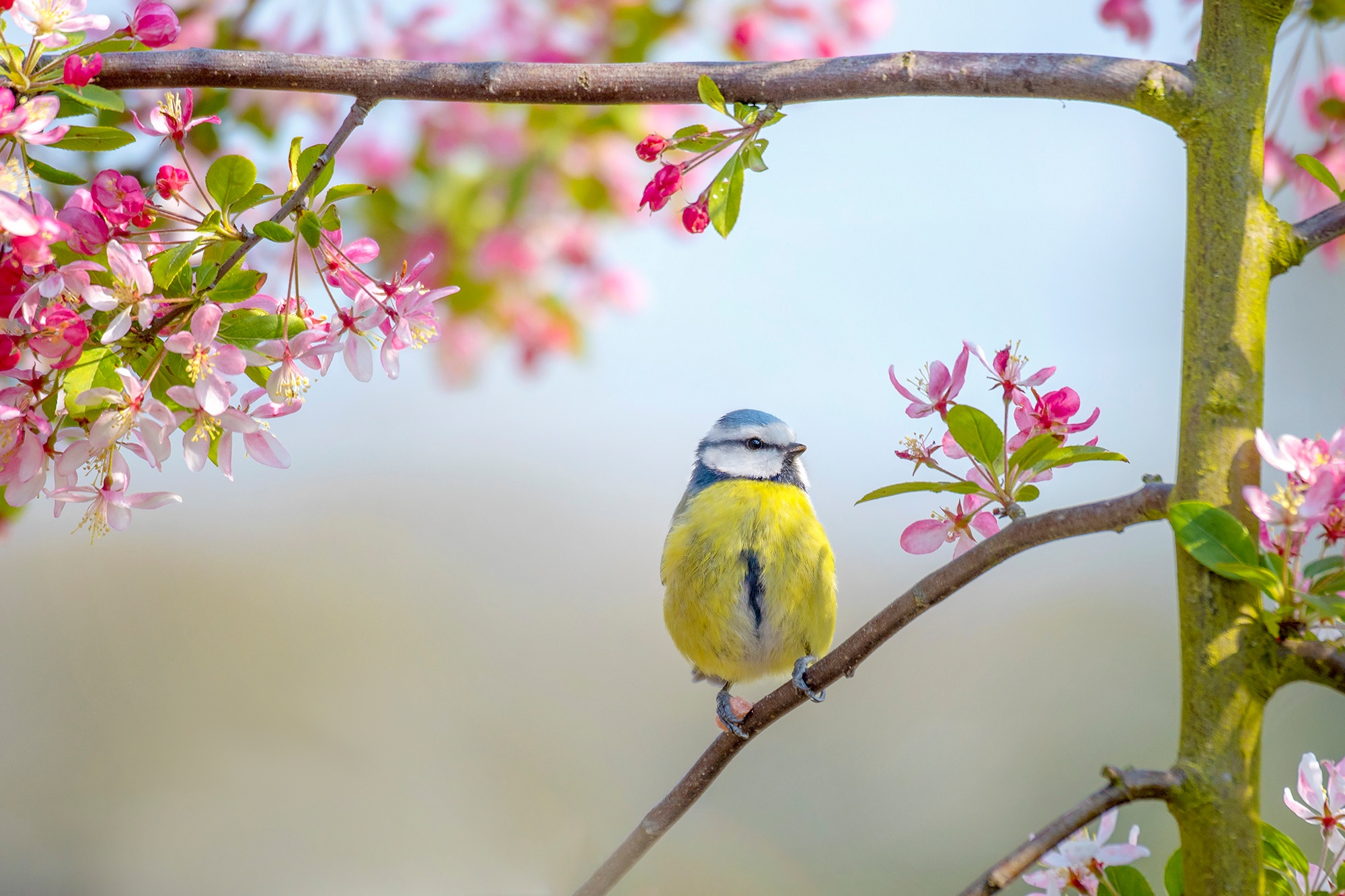 Download mobile wallpaper Birds, Flower, Bird, Branch, Animal, Spring, Titmouse, Blossom, Passerine for free.