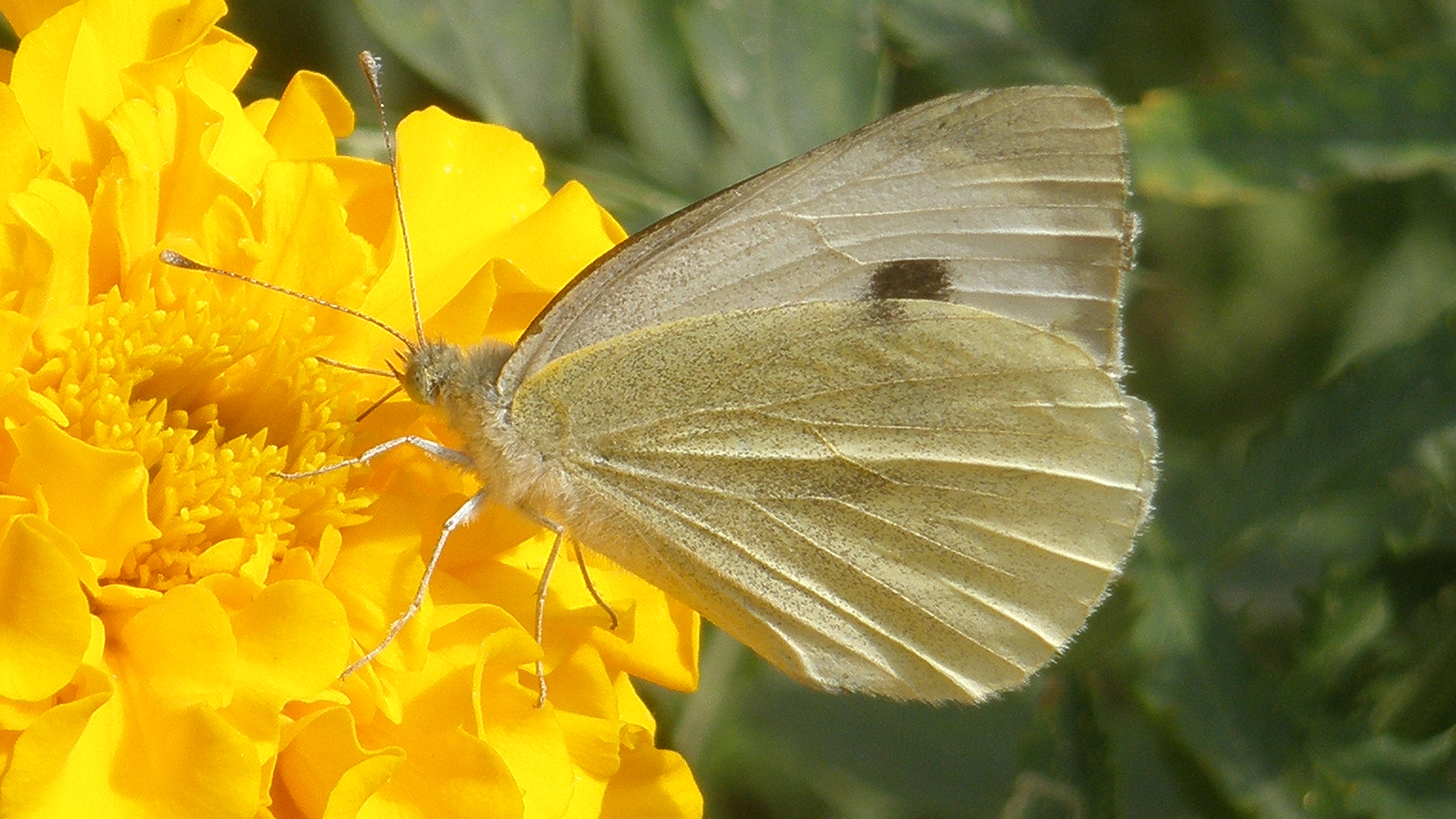 Free download wallpaper Butterfly, Animal on your PC desktop