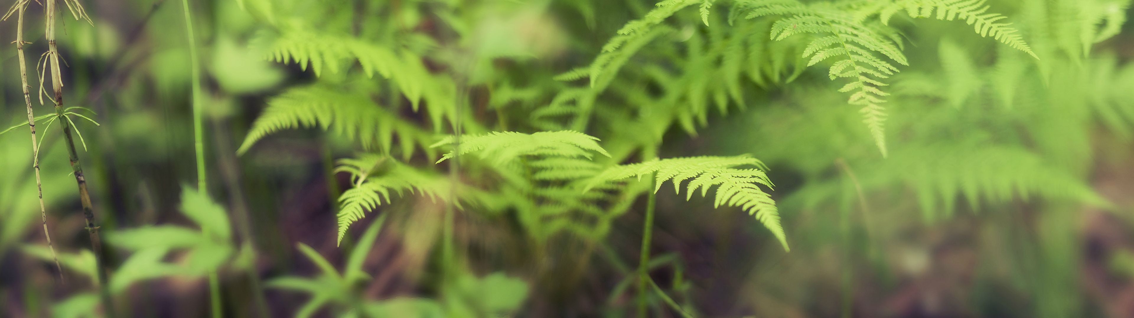 Download mobile wallpaper Plant, Fern, Earth for free.