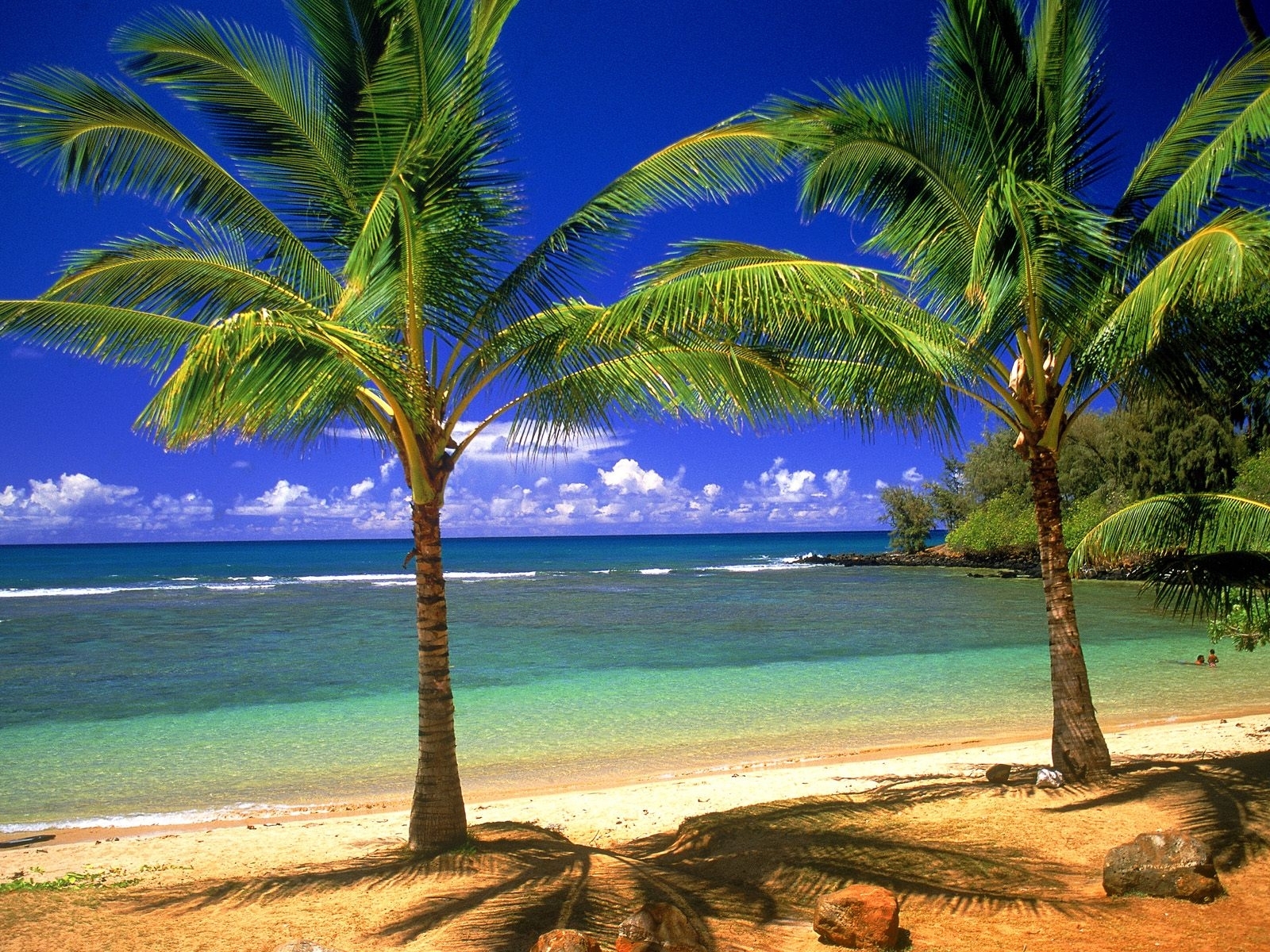 4278 завантажити шпалери дерева, пейзаж, море, пляж, пальми - заставки і картинки безкоштовно