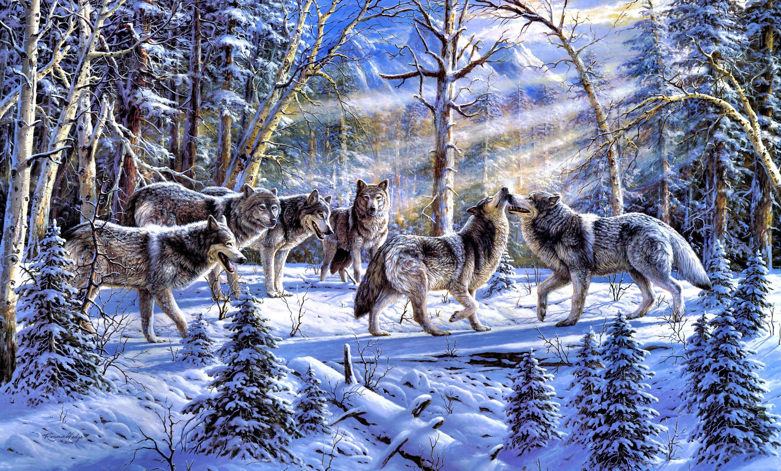 Laden Sie das Tiere, Wolf, Wolves-Bild kostenlos auf Ihren PC-Desktop herunter
