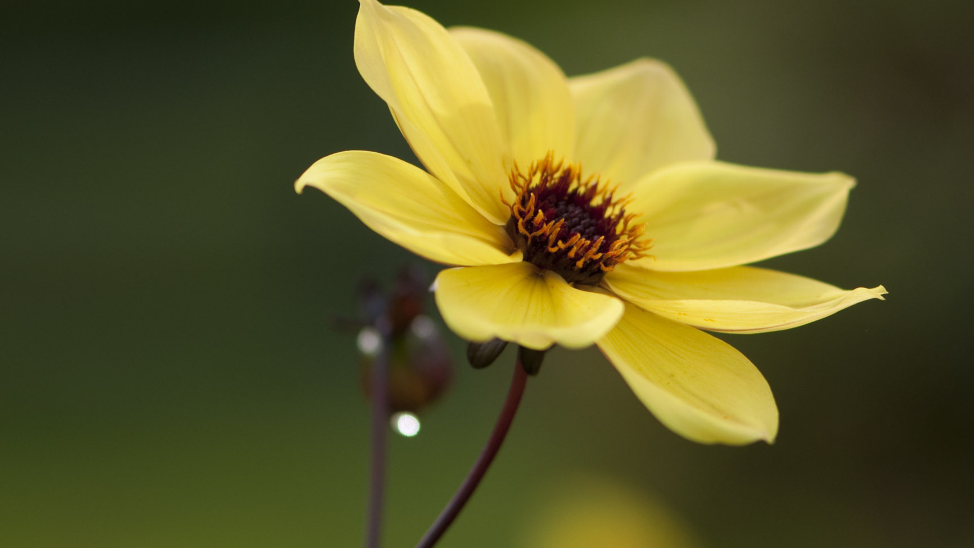 Téléchargez gratuitement l'image Fleurs, Fleur, Terre/nature sur le bureau de votre PC