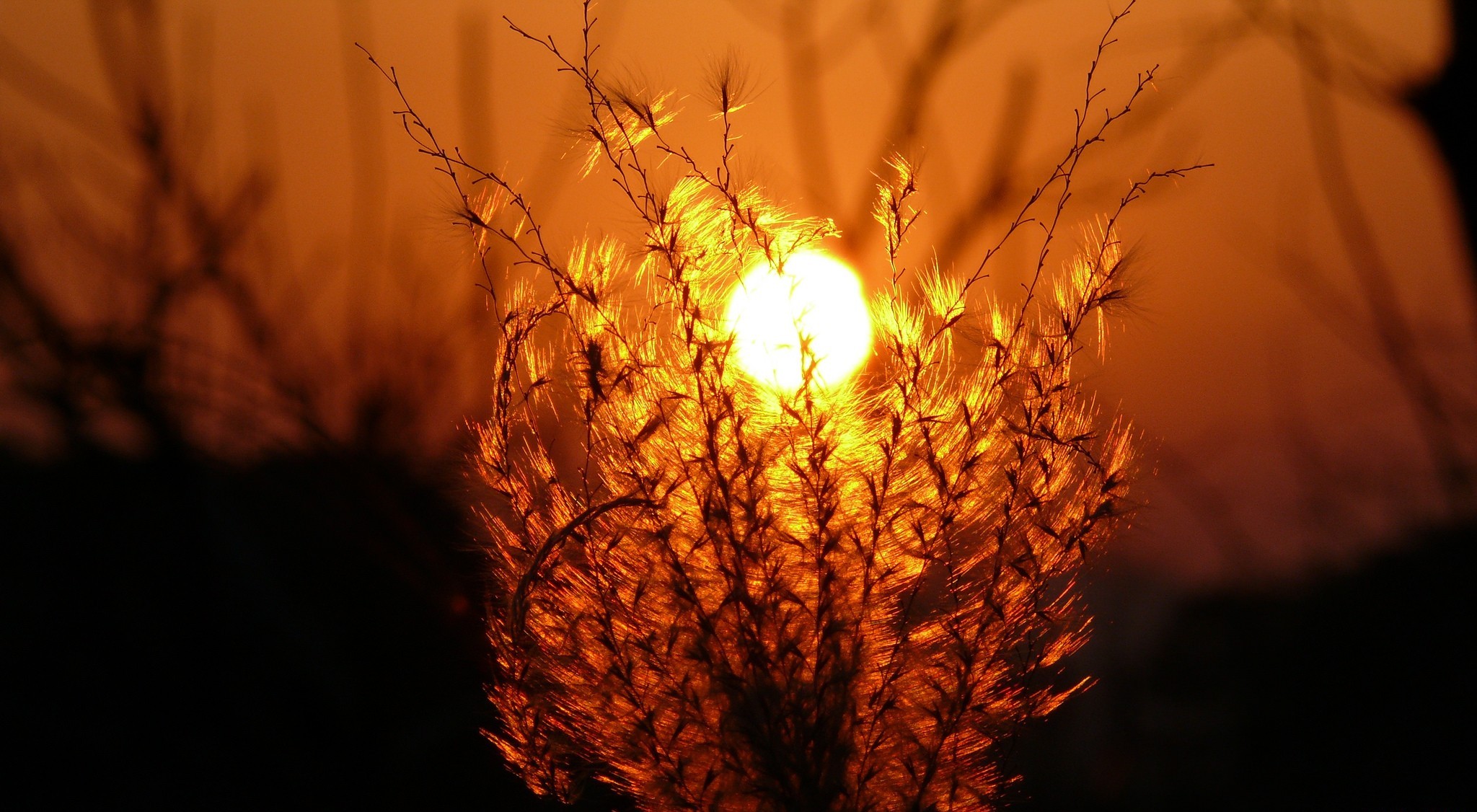 Laden Sie das Gras, Sonnenuntergang, Erde/natur-Bild kostenlos auf Ihren PC-Desktop herunter