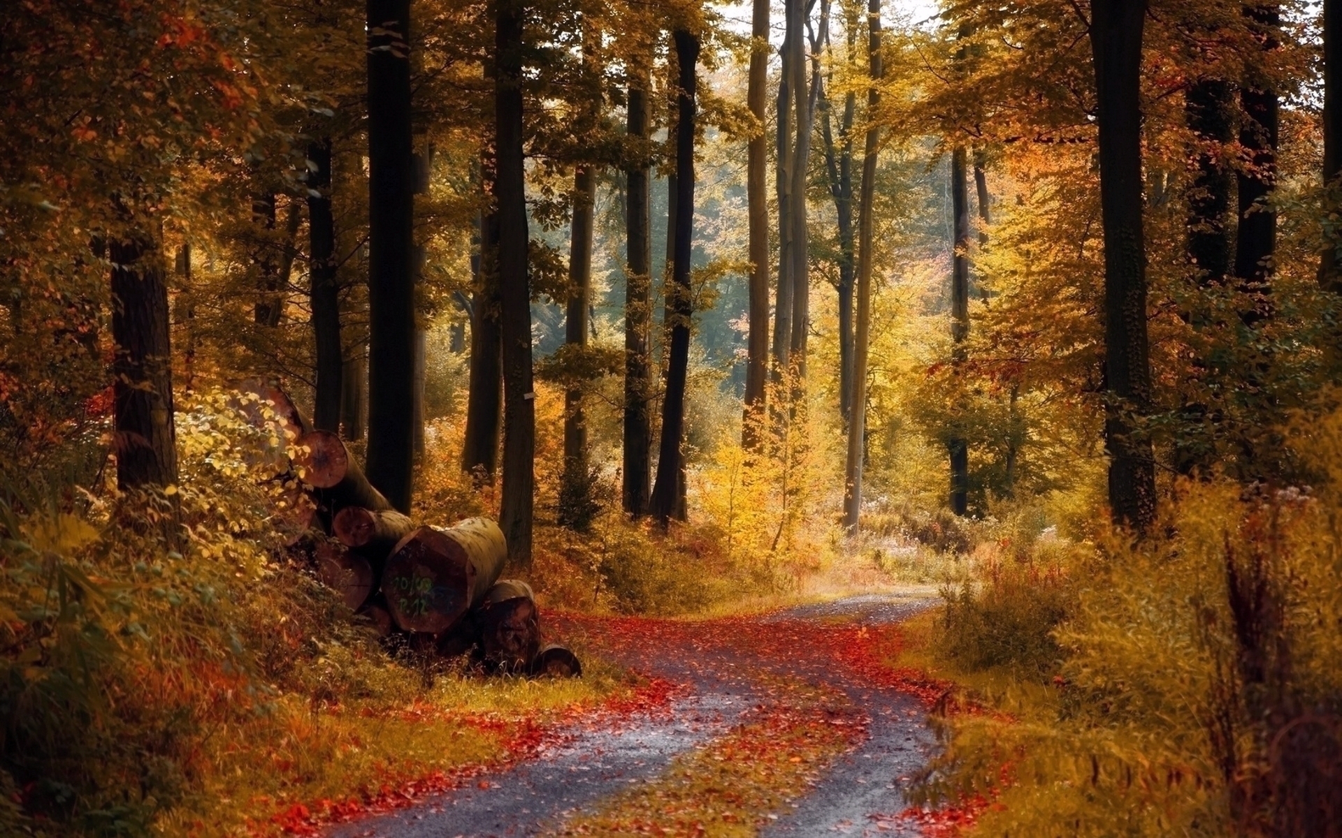 PCデスクトップに木, 道路, 秋, 葉, 風景画像を無料でダウンロード