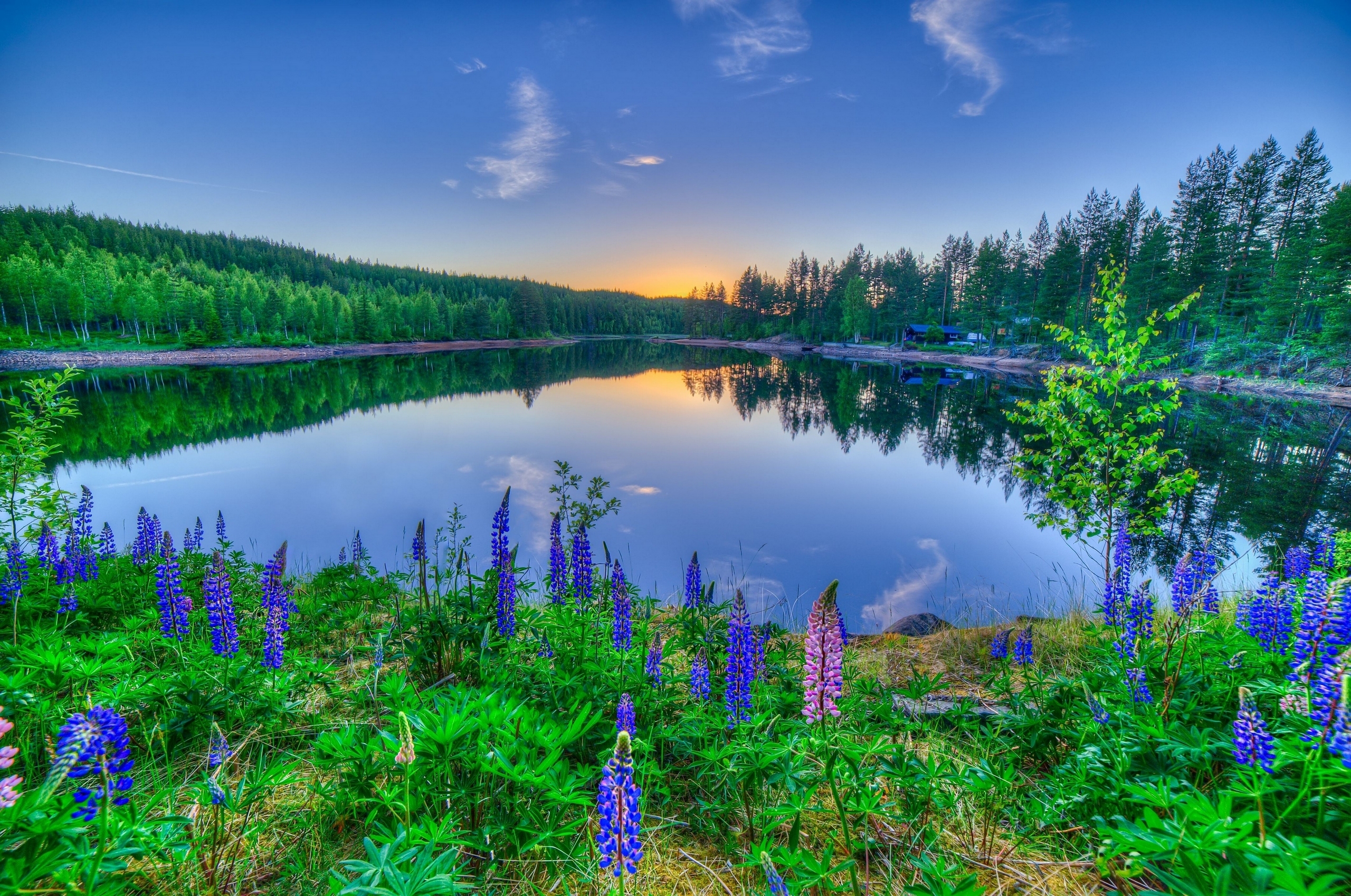 Laden Sie das Seen, See, Blume, Lupinen, Sonnenuntergang, Erde/natur, Spiegelung-Bild kostenlos auf Ihren PC-Desktop herunter