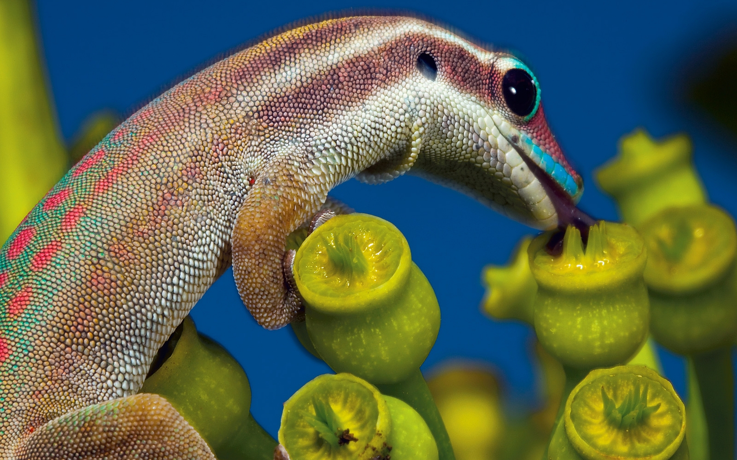 Laden Sie das Tiere, Reptilien, Gecko-Bild kostenlos auf Ihren PC-Desktop herunter