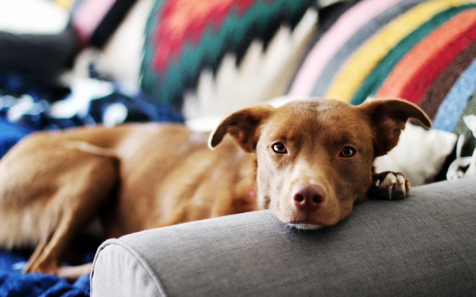 Baixar papel de parede para celular de Animais, Cães, Cão gratuito.