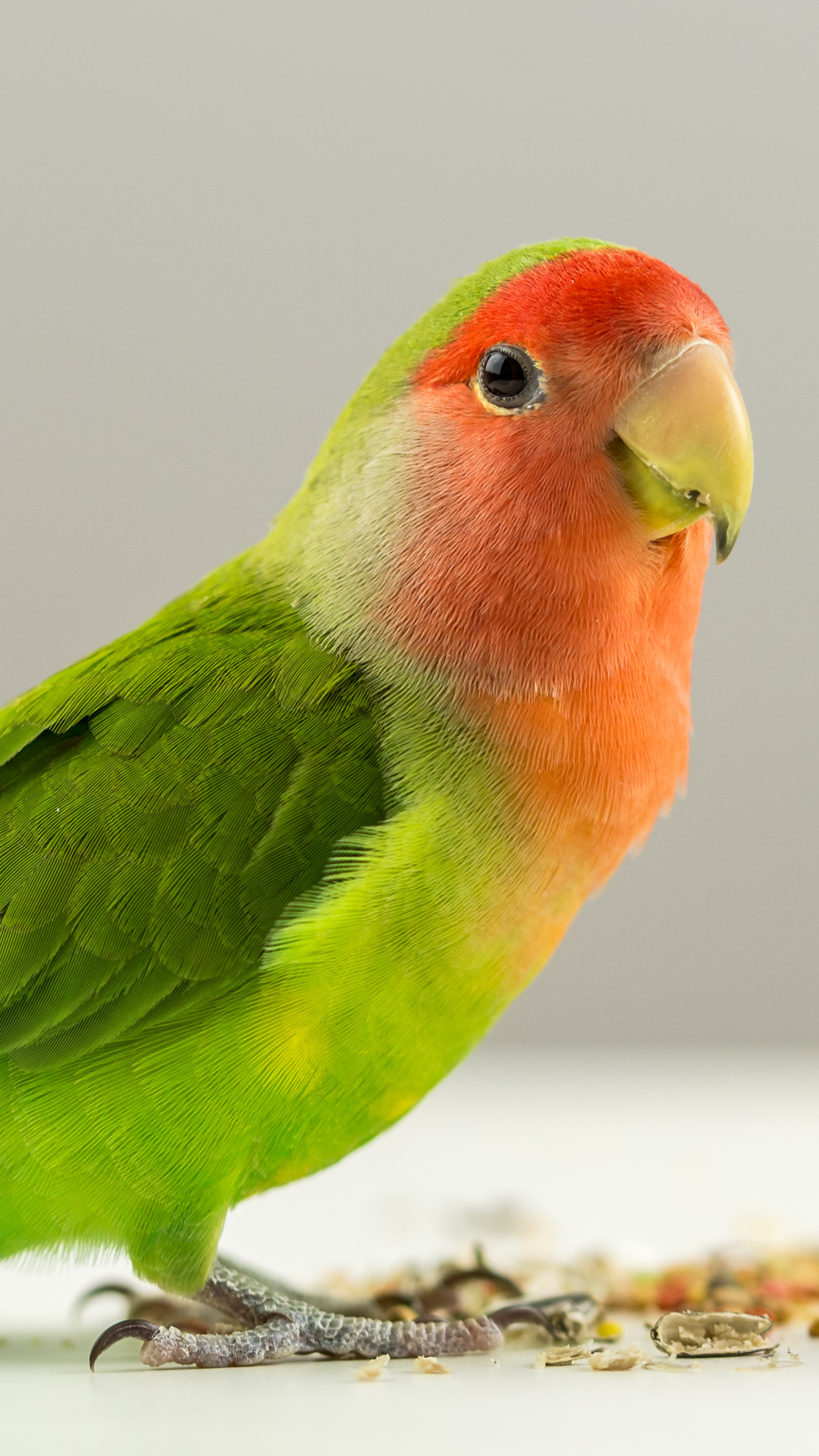 Download mobile wallpaper Birds, Animal, Lovebird, Parrot for free.