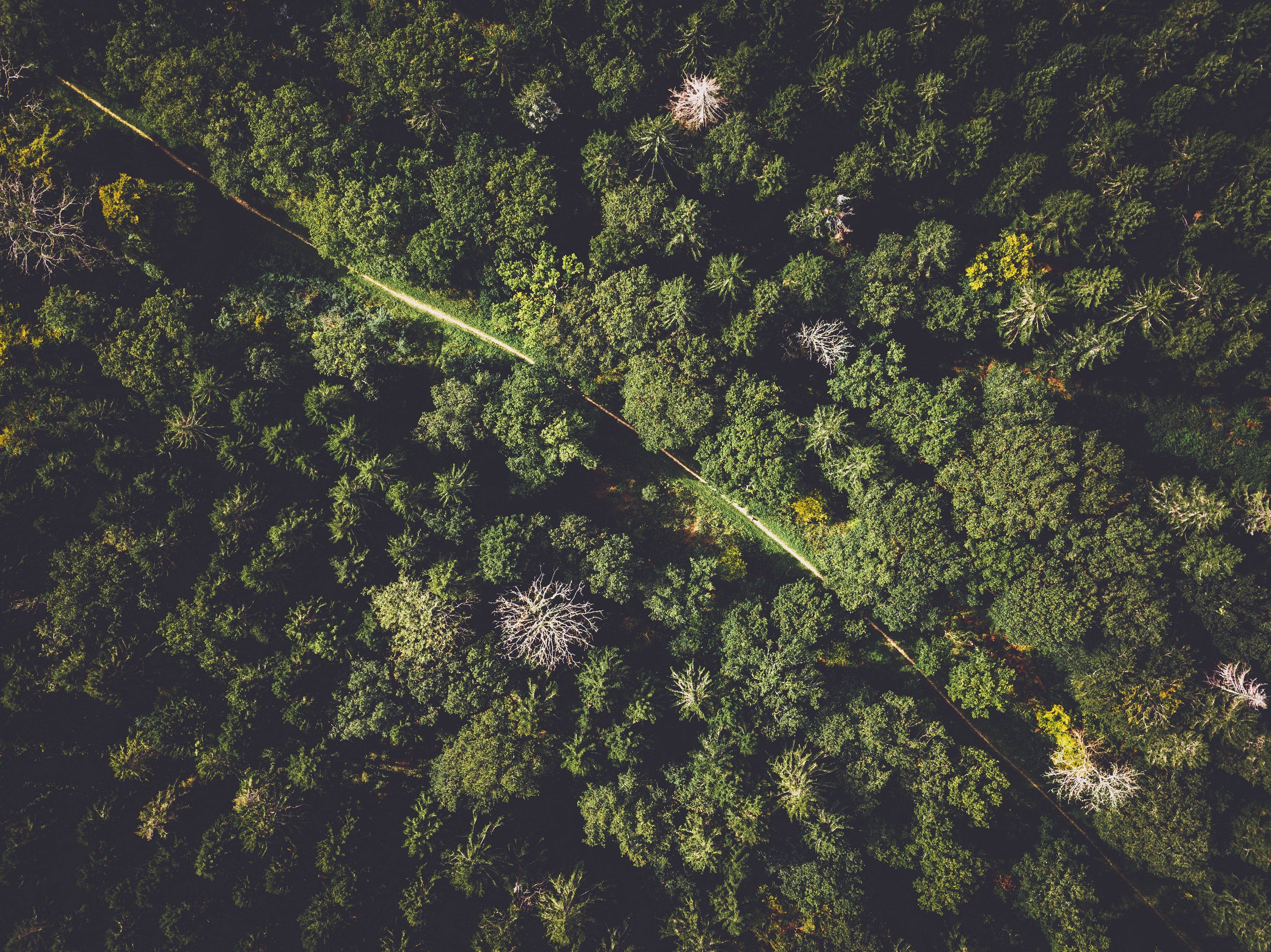 Download mobile wallpaper Nature, Forest, Trees, View From Above, Road for free.