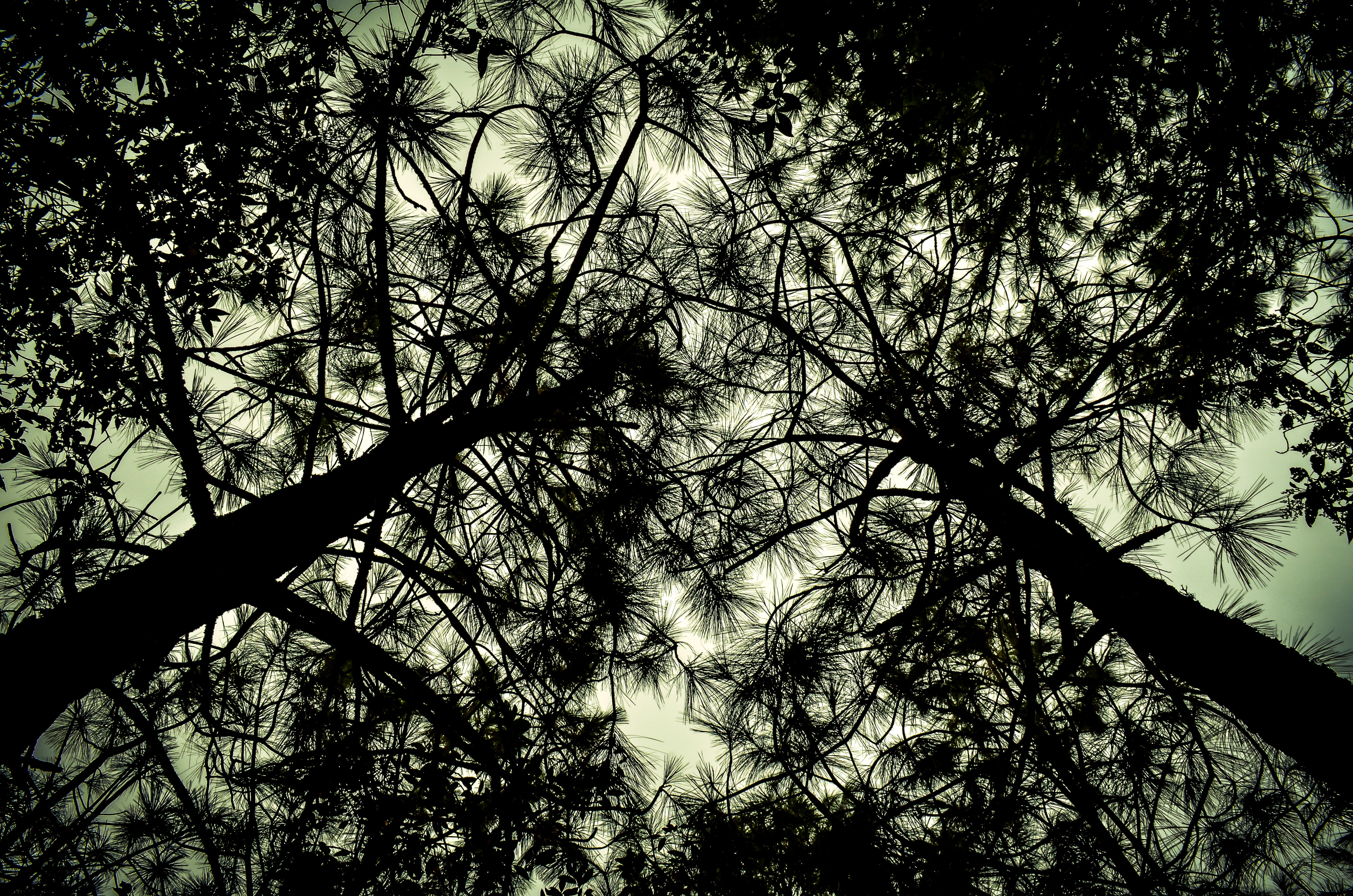 Скачать обои бесплатно Вид Снизу, Деревья, Ветки, Темные картинка на рабочий стол ПК