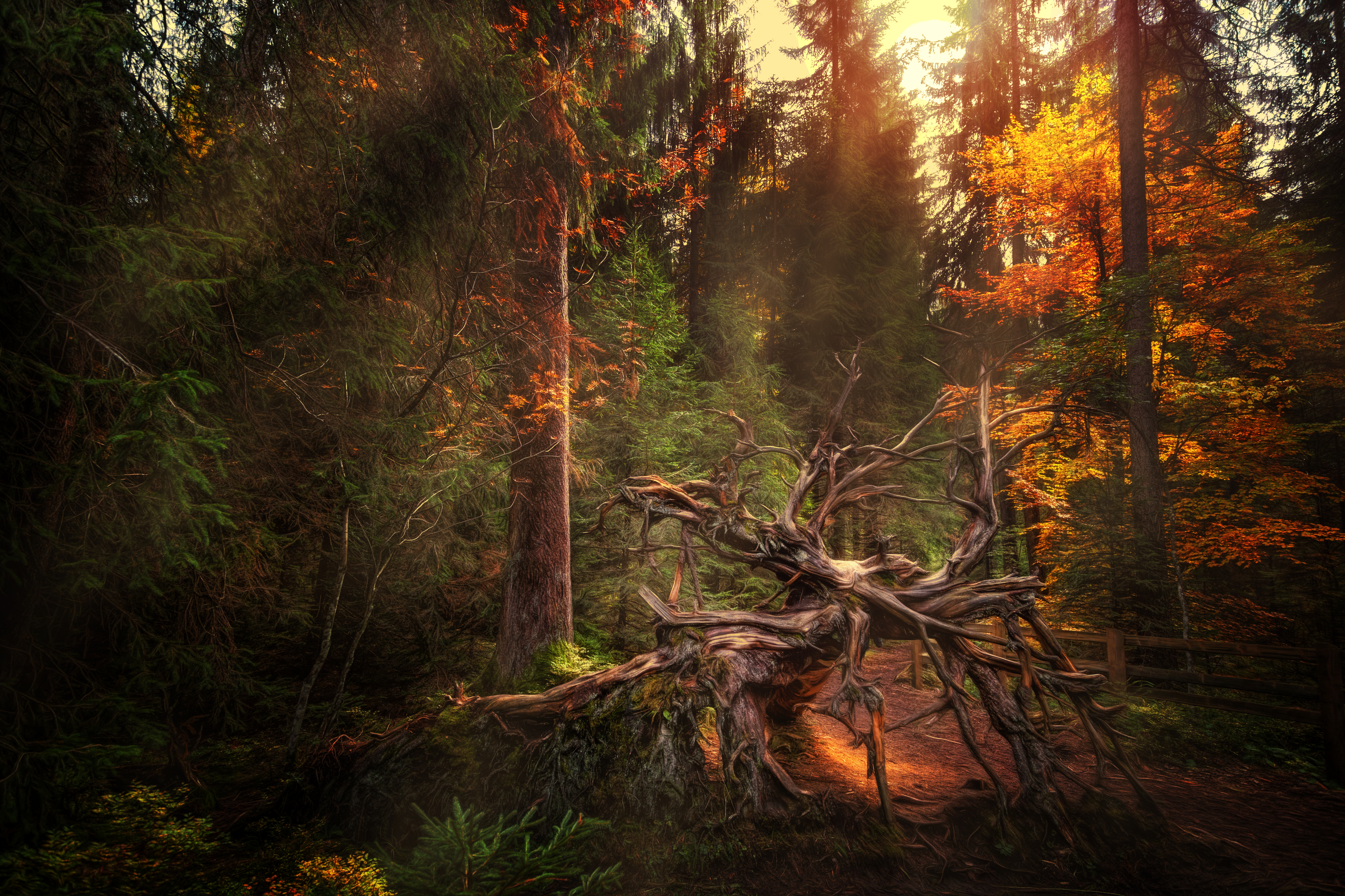 Téléchargez gratuitement l'image Des Arbres, Arbre, Terre/nature sur le bureau de votre PC