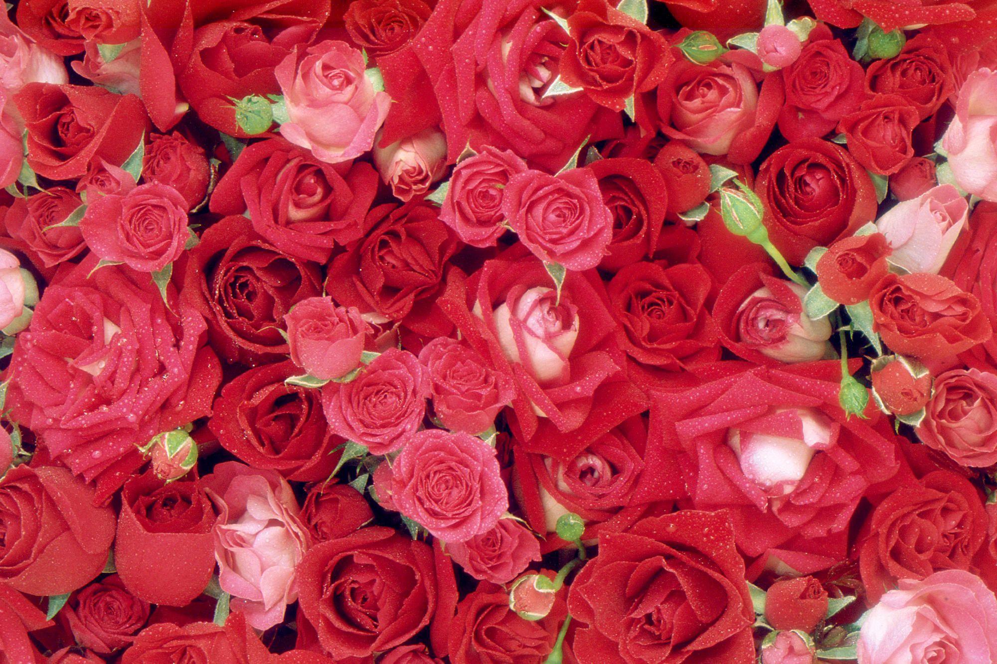 Download mobile wallpaper Flowers, Flower, Rose, Earth, Red Flower for free.