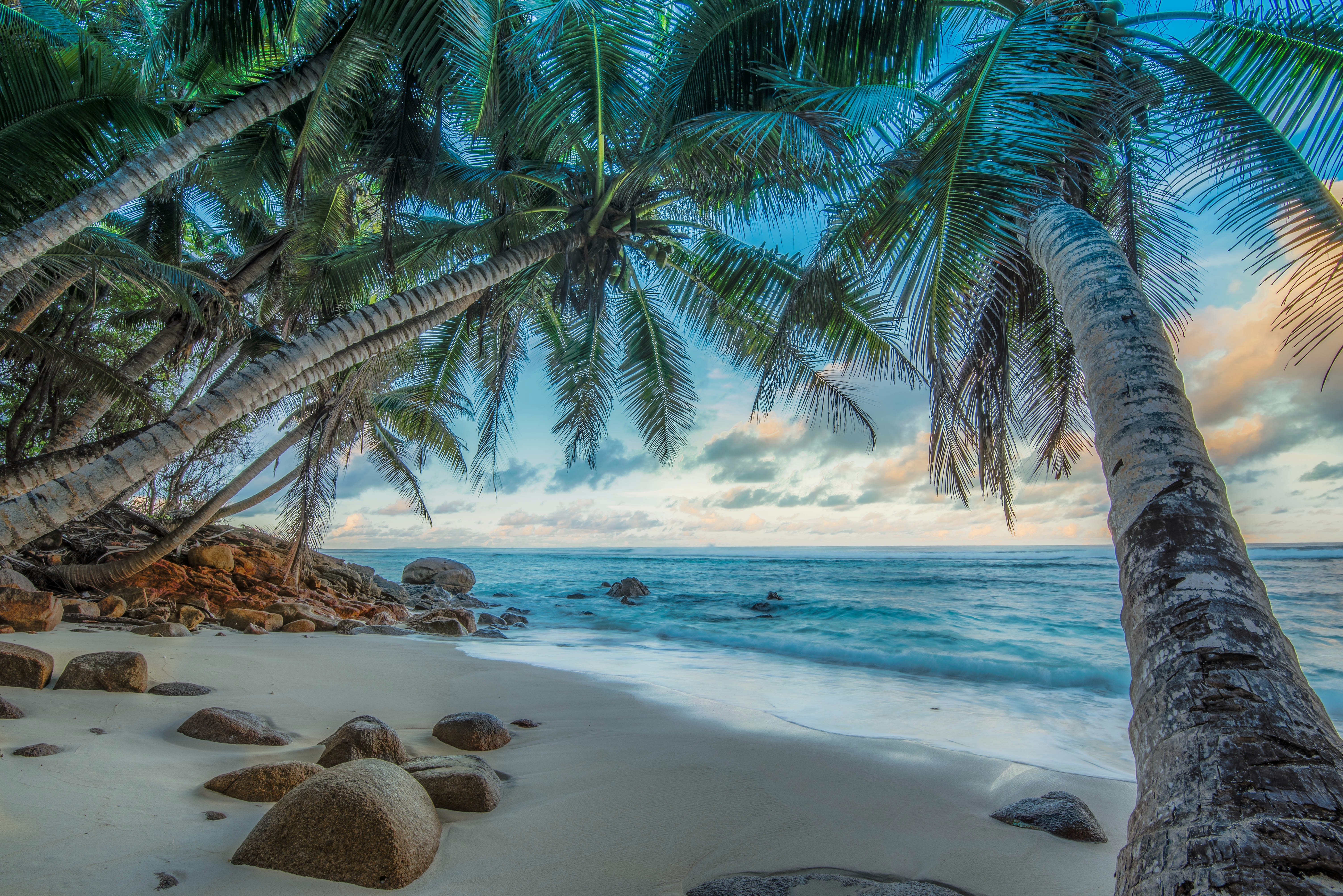 Download mobile wallpaper Sea, Beach, Horizon, Ocean, Hdr, Tropical, Photography, Palm Tree for free.