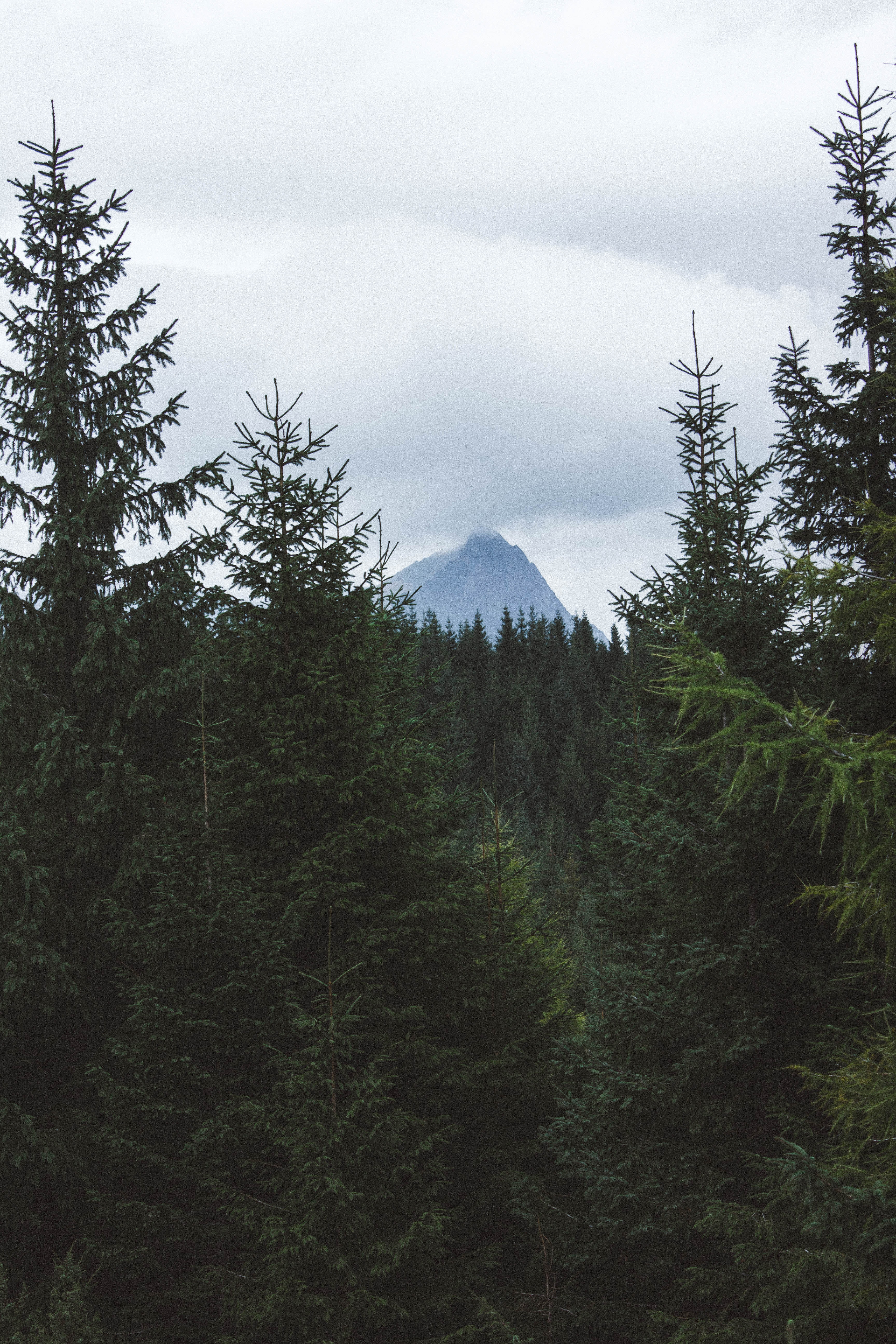 Скачати мобільні шпалери Дерева, Гора, Верх, Ліс, Природа, Вершина безкоштовно.