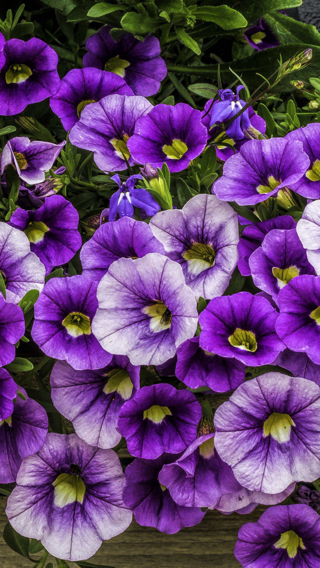 1135175壁紙のダウンロード地球, ペチュニア, 花, 紫色の花, フラワーズ-スクリーンセーバーと写真を無料で