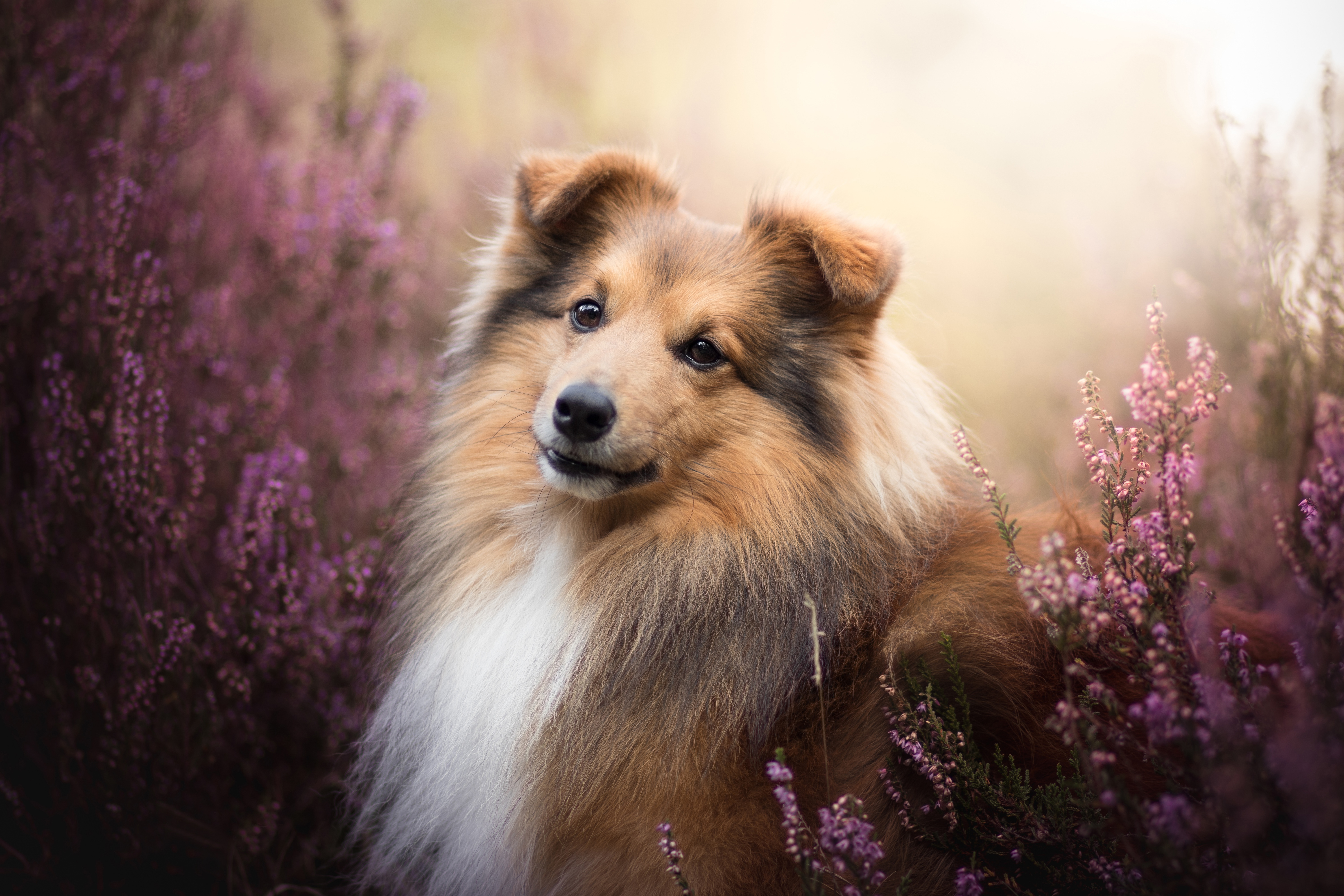 422985 Hintergrundbild herunterladen tiere, shetland schäferhund, tiefenschärfe, hund, lila blume, hunde - Bildschirmschoner und Bilder kostenlos