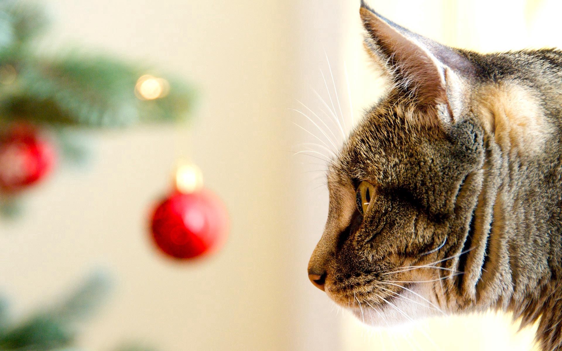 animals, cat, muzzle, sight, opinion, christmas tree toy, profile, mindfulness, attentiveness