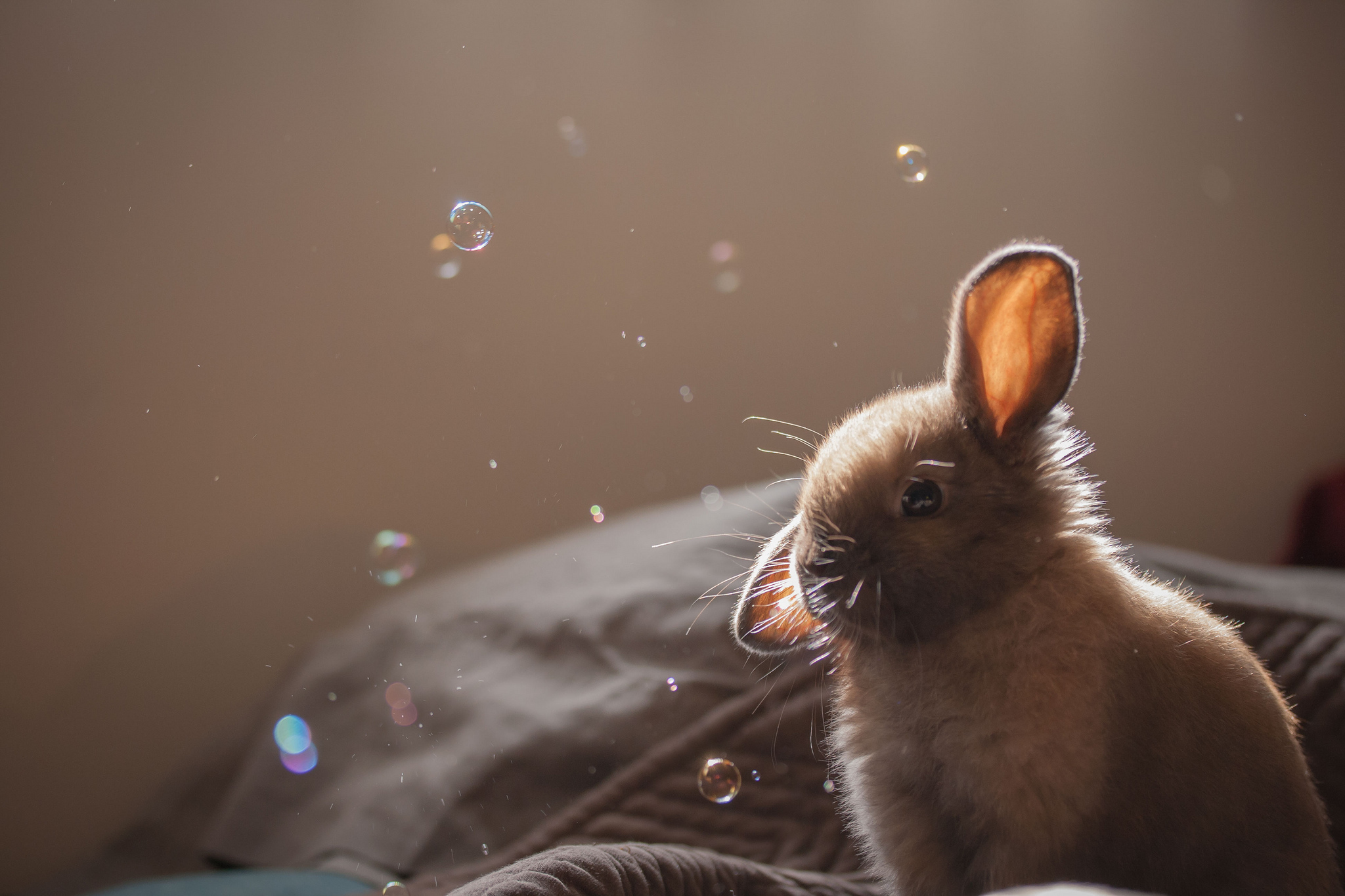 Free download wallpaper Animal, Rabbit on your PC desktop