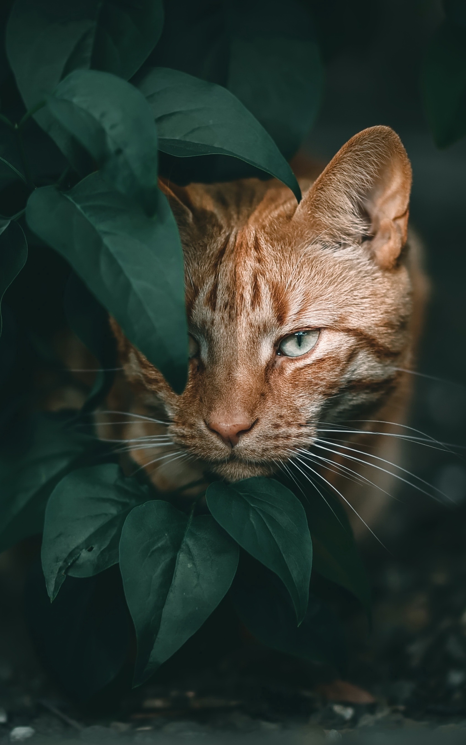 無料モバイル壁紙動物, ネコ, 猫, 見詰めるをダウンロードします。